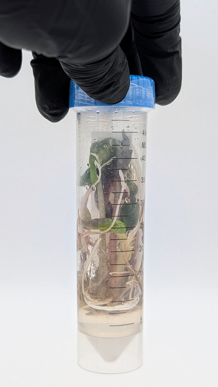 Tissue Culture