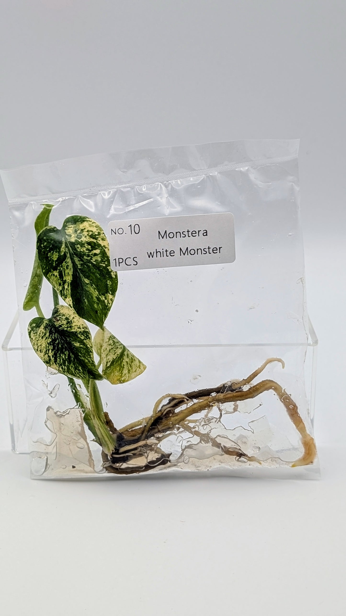 Monstera White Monster im TC Beutel
