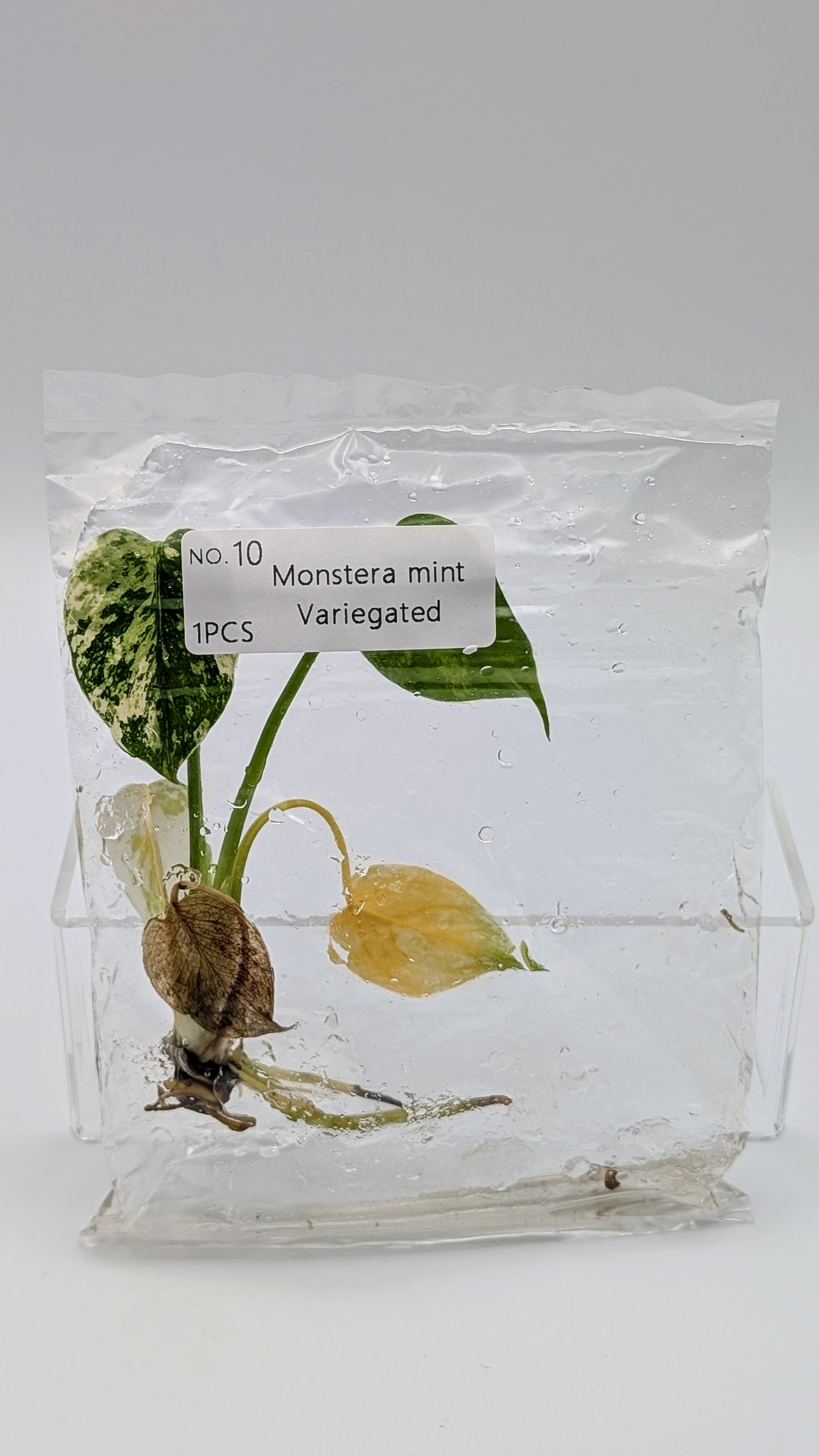 Monstera Mint in TC Beutel