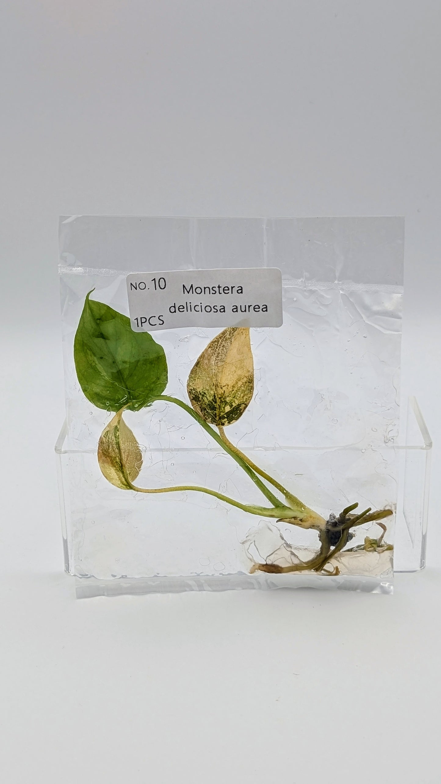 Monstera Aurea in TC-Beutel