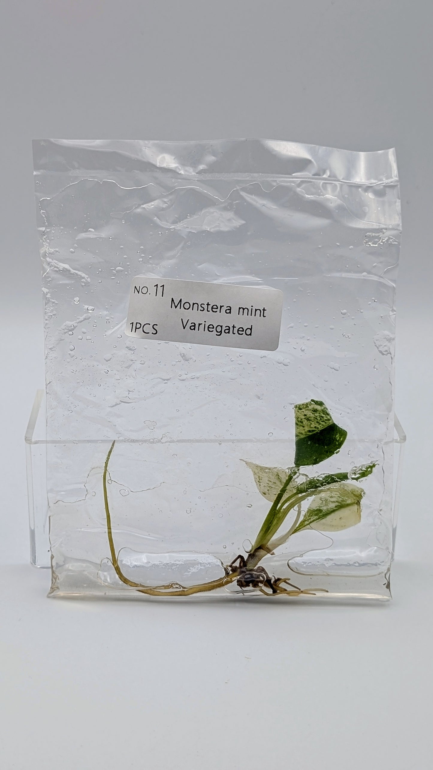 Monstera Mint in TC Beutel