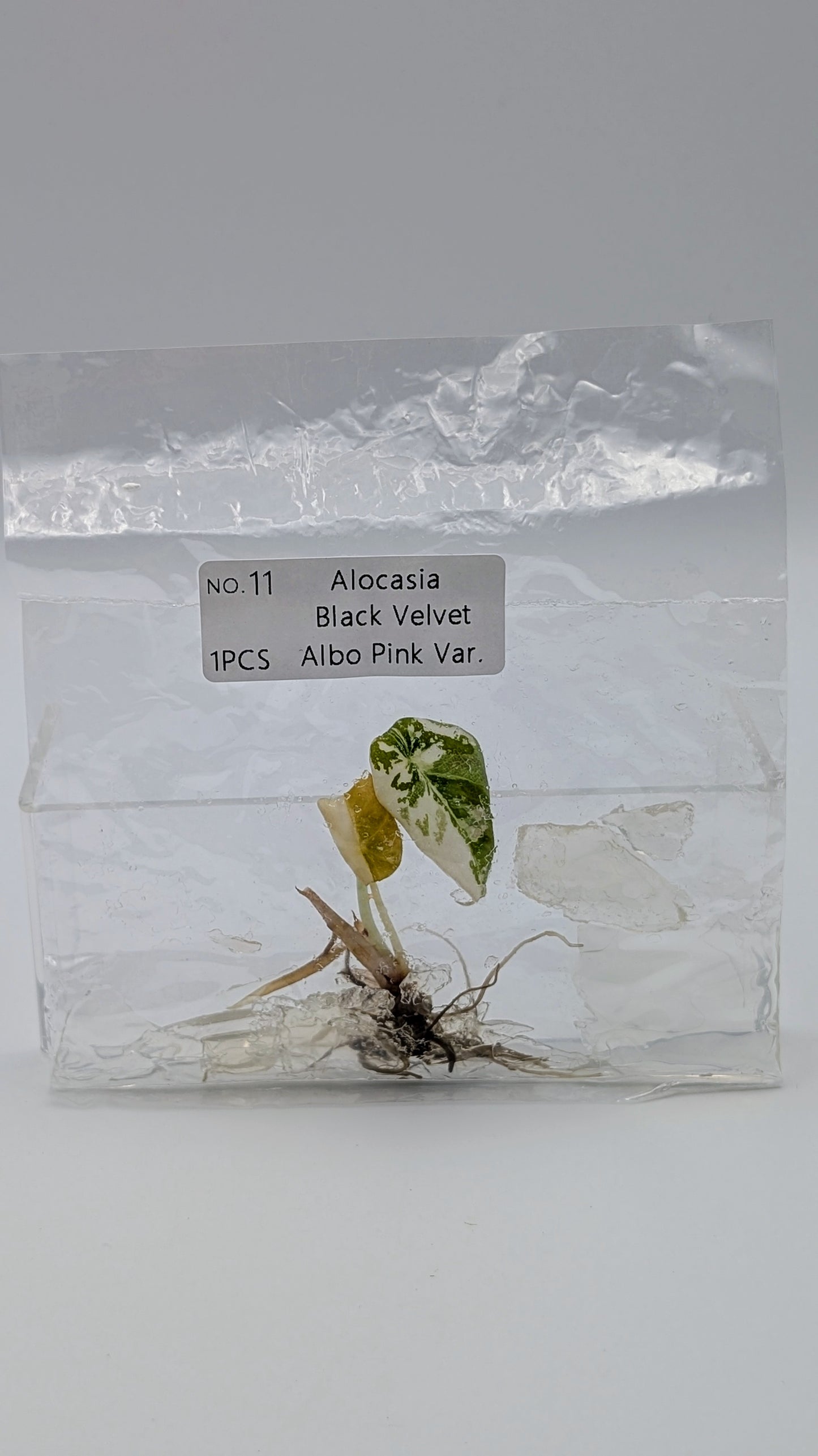 Alocasia Black Velvet Albo / Pink im TC Beutel
