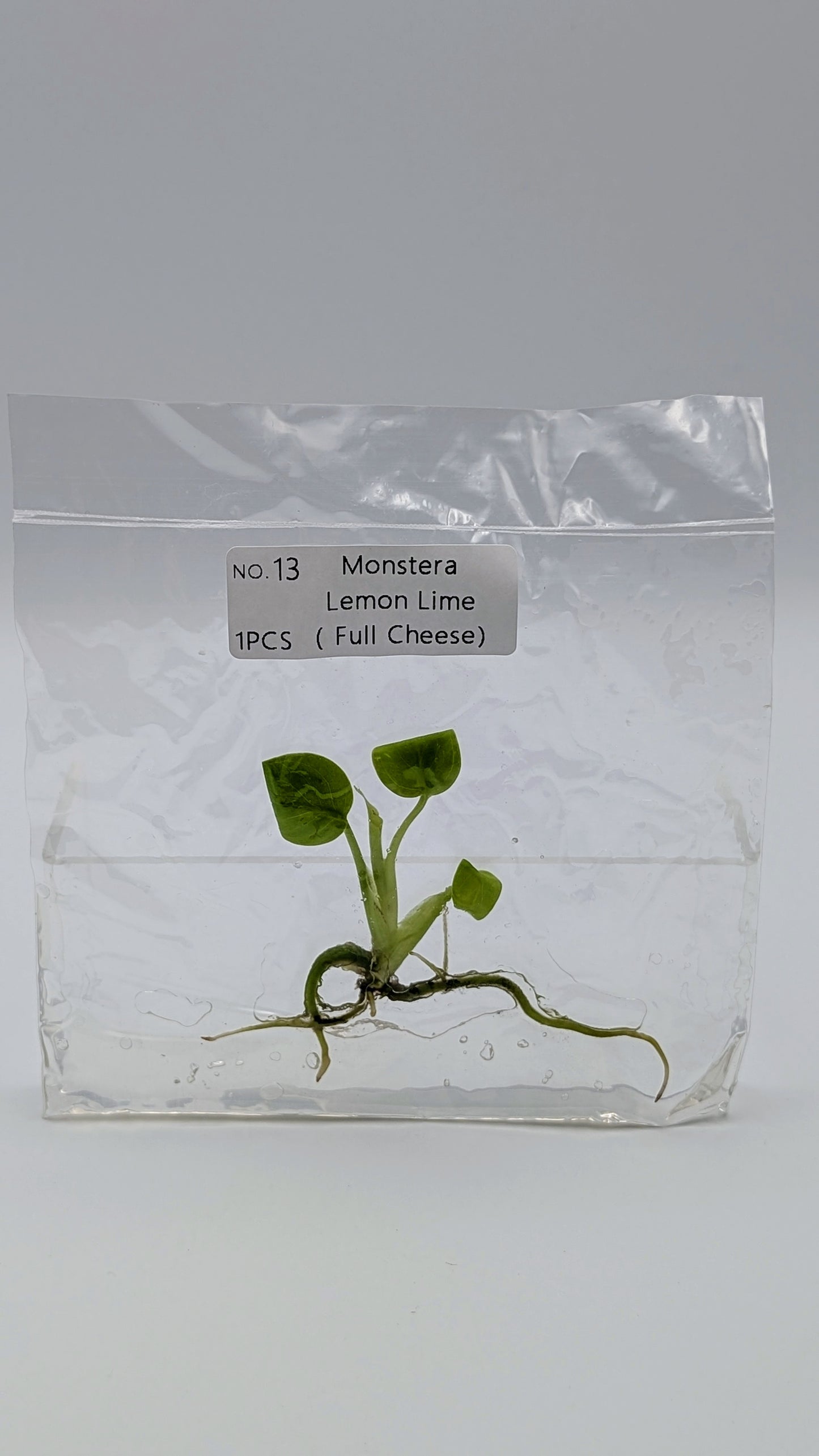 Monstera Lemon Lime in TC-Beutel