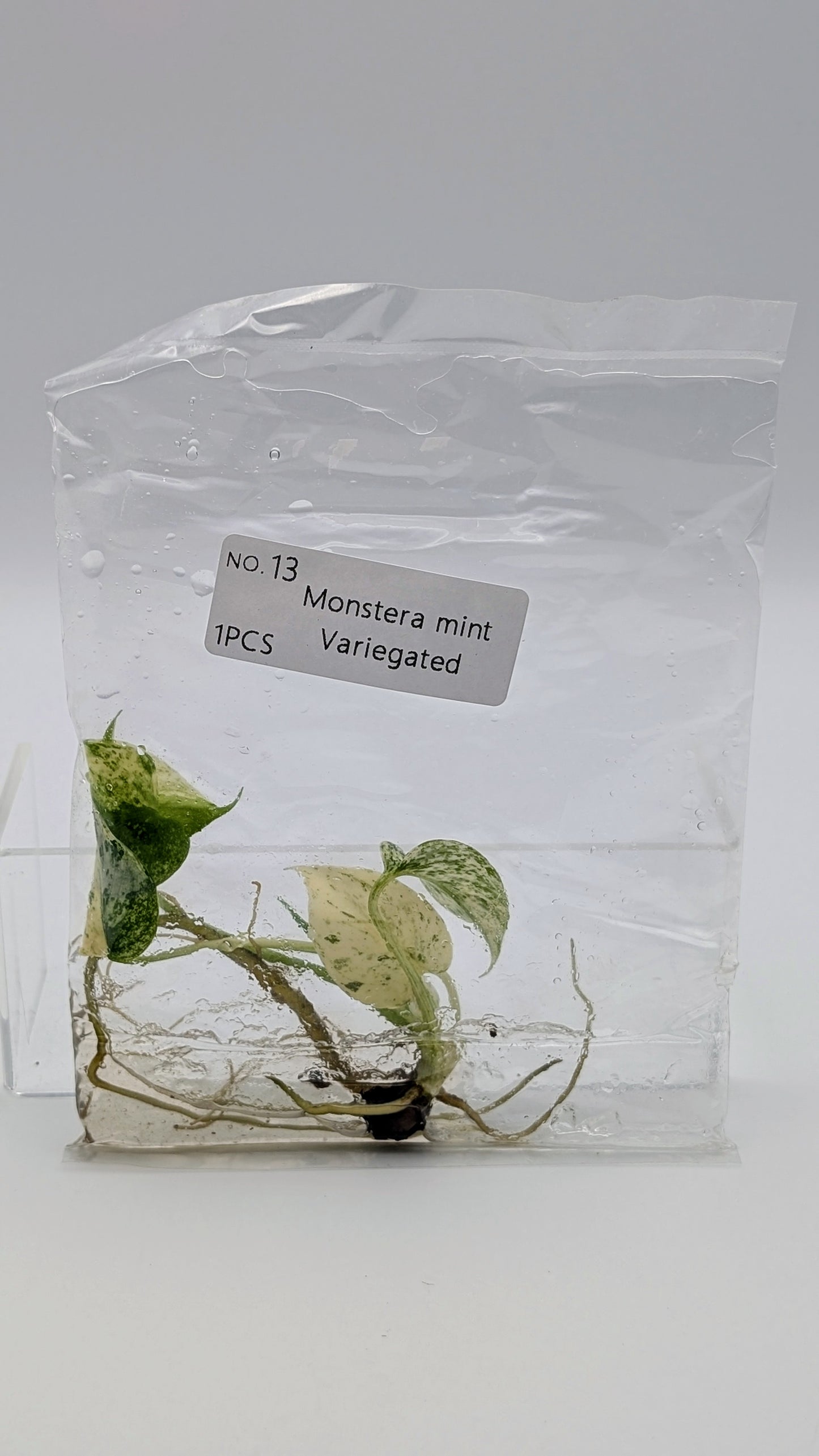 Monstera Mint in TC Beutel