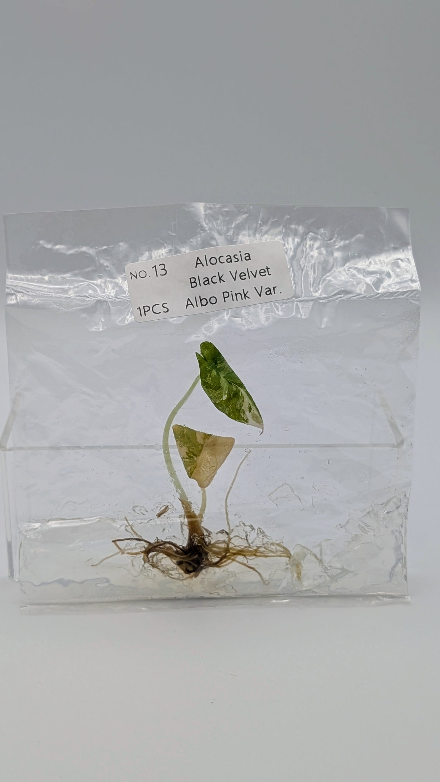 Alocasia Black Velvet Albo / Pink im TC Beutel