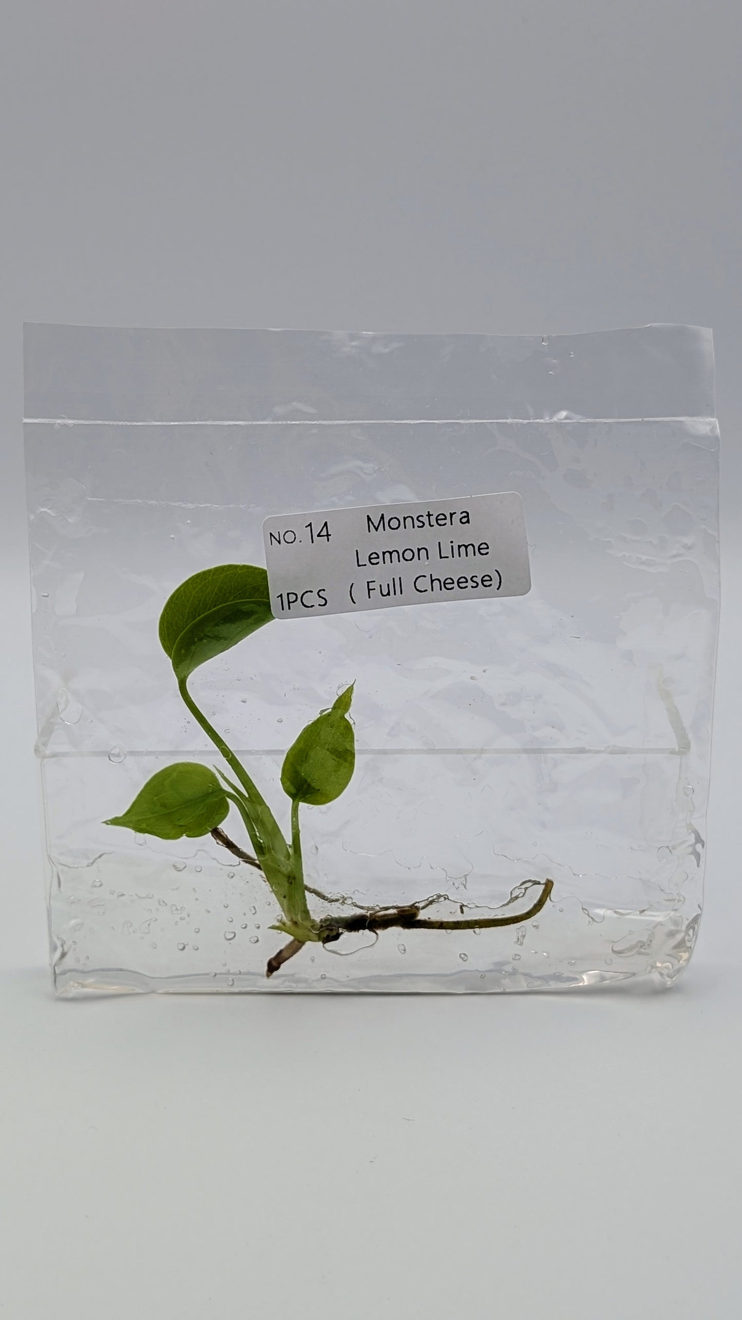 Monstera Lemon Lime in TC-Beutel
