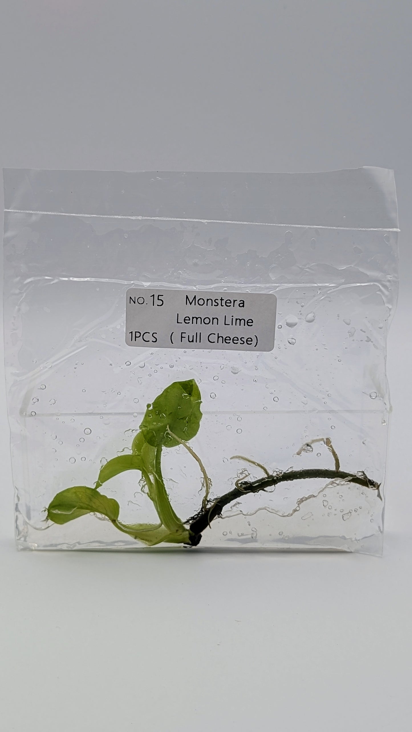Monstera Lemon Lime in TC-Beutel