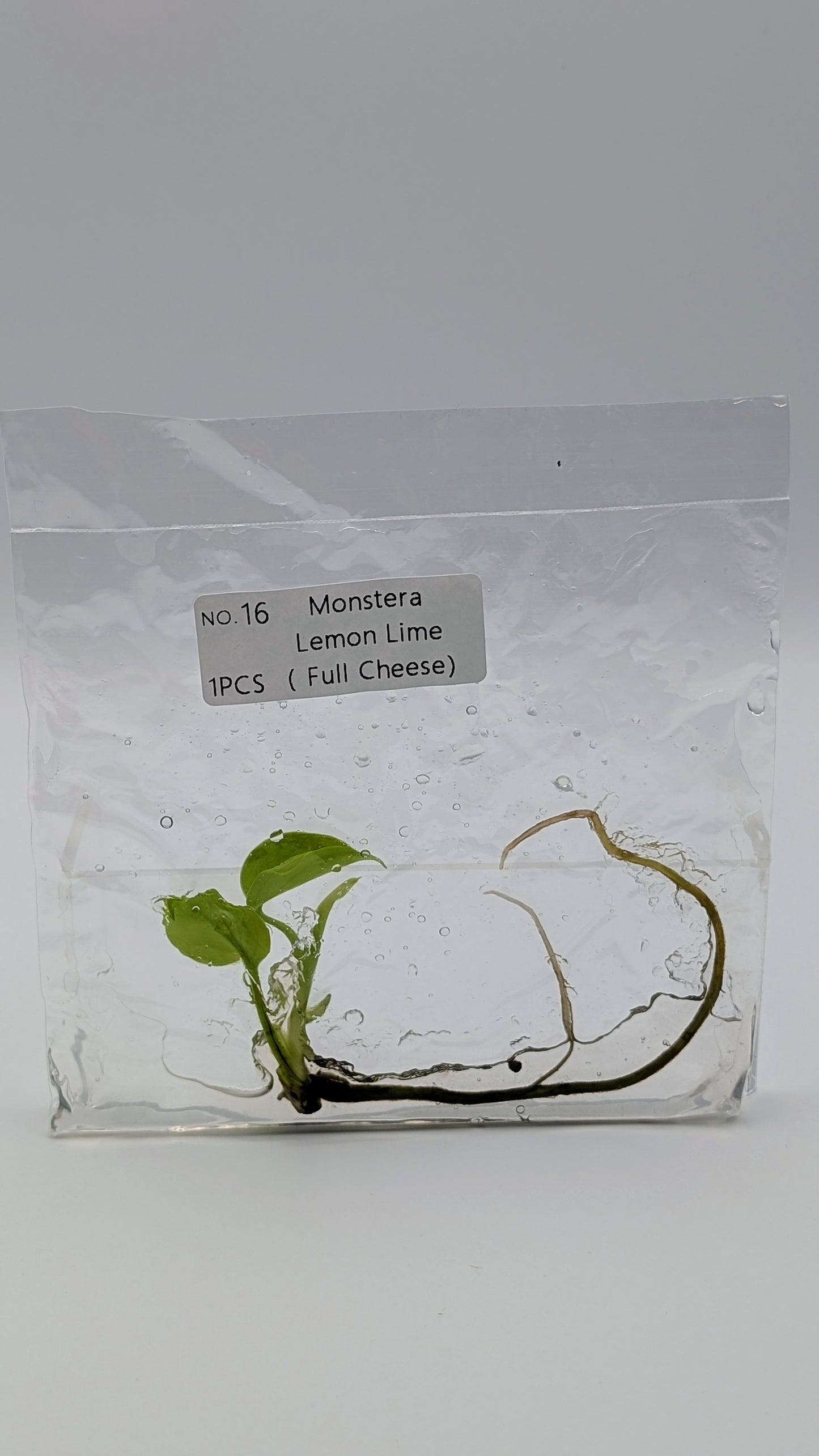 Monstera Lemon Lime in TC-Beutel