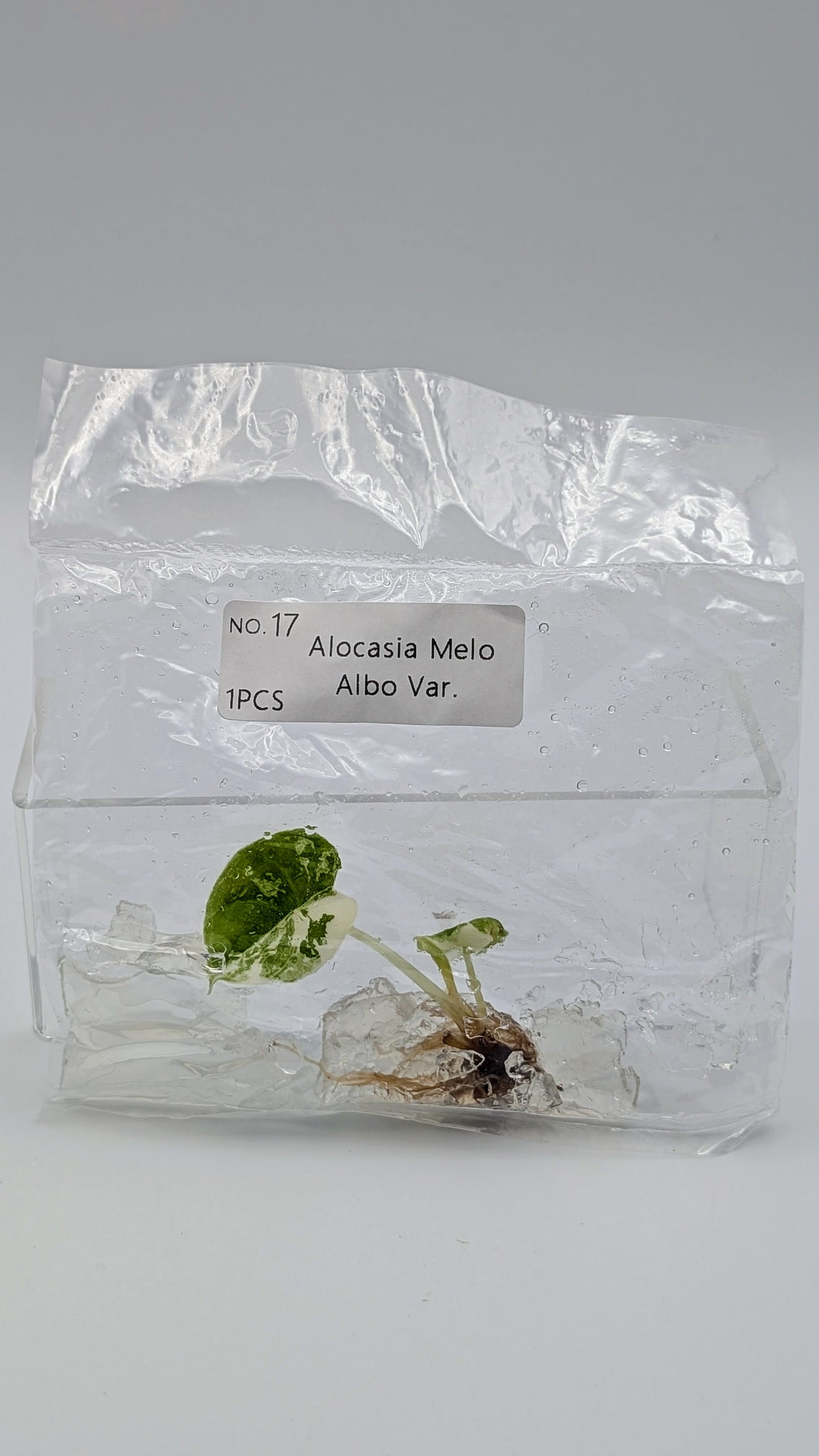 Alocasia Melo Albo im TC Beutel