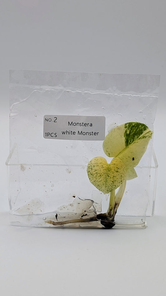 Monstera White Monster im TC Beutel