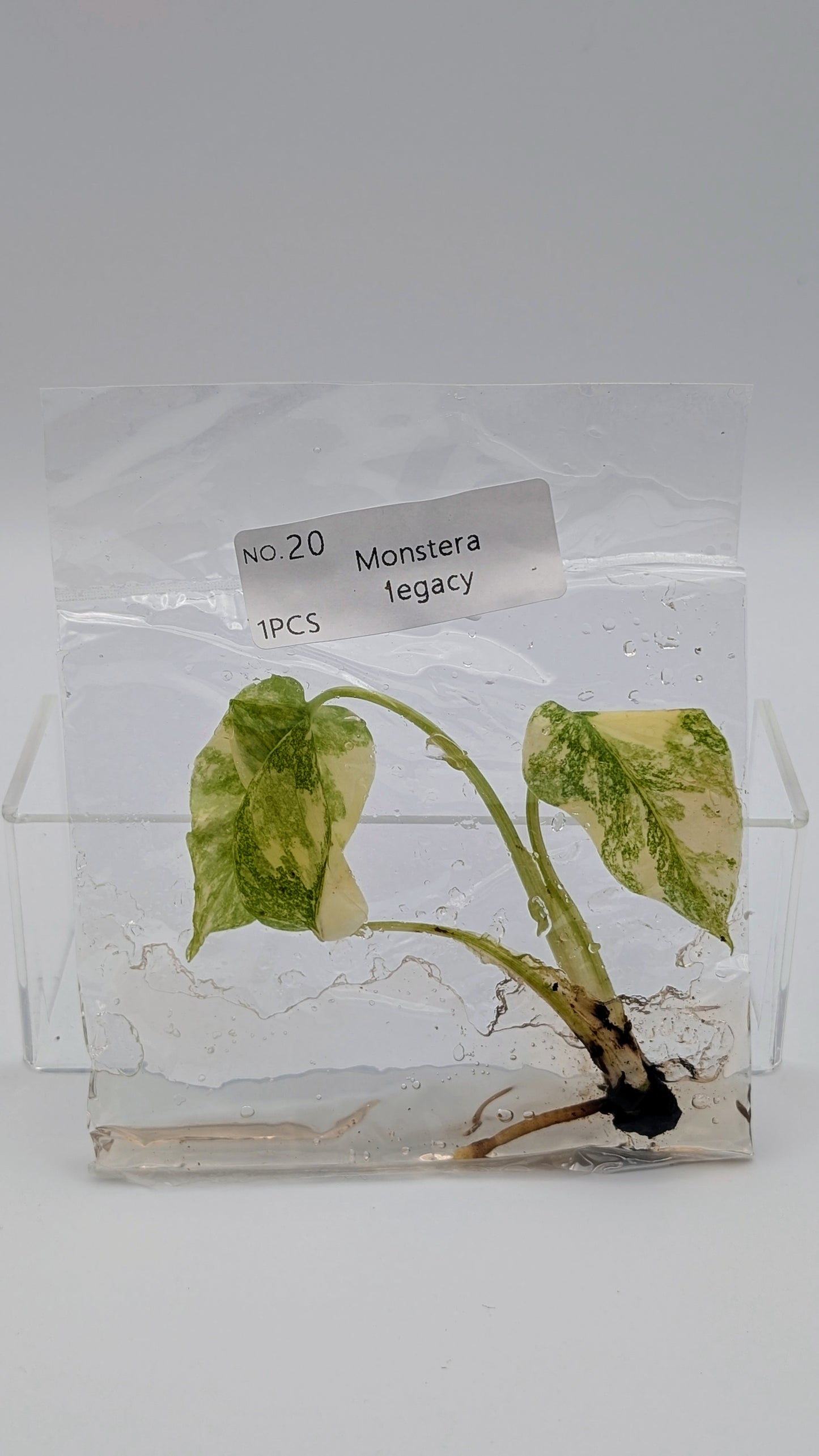 Monstera Legacy in TC-Beutel