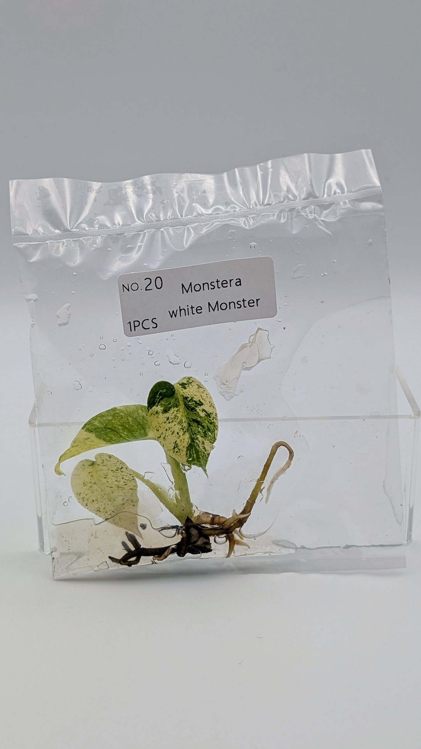 Monstera White Monster im TC Beutel