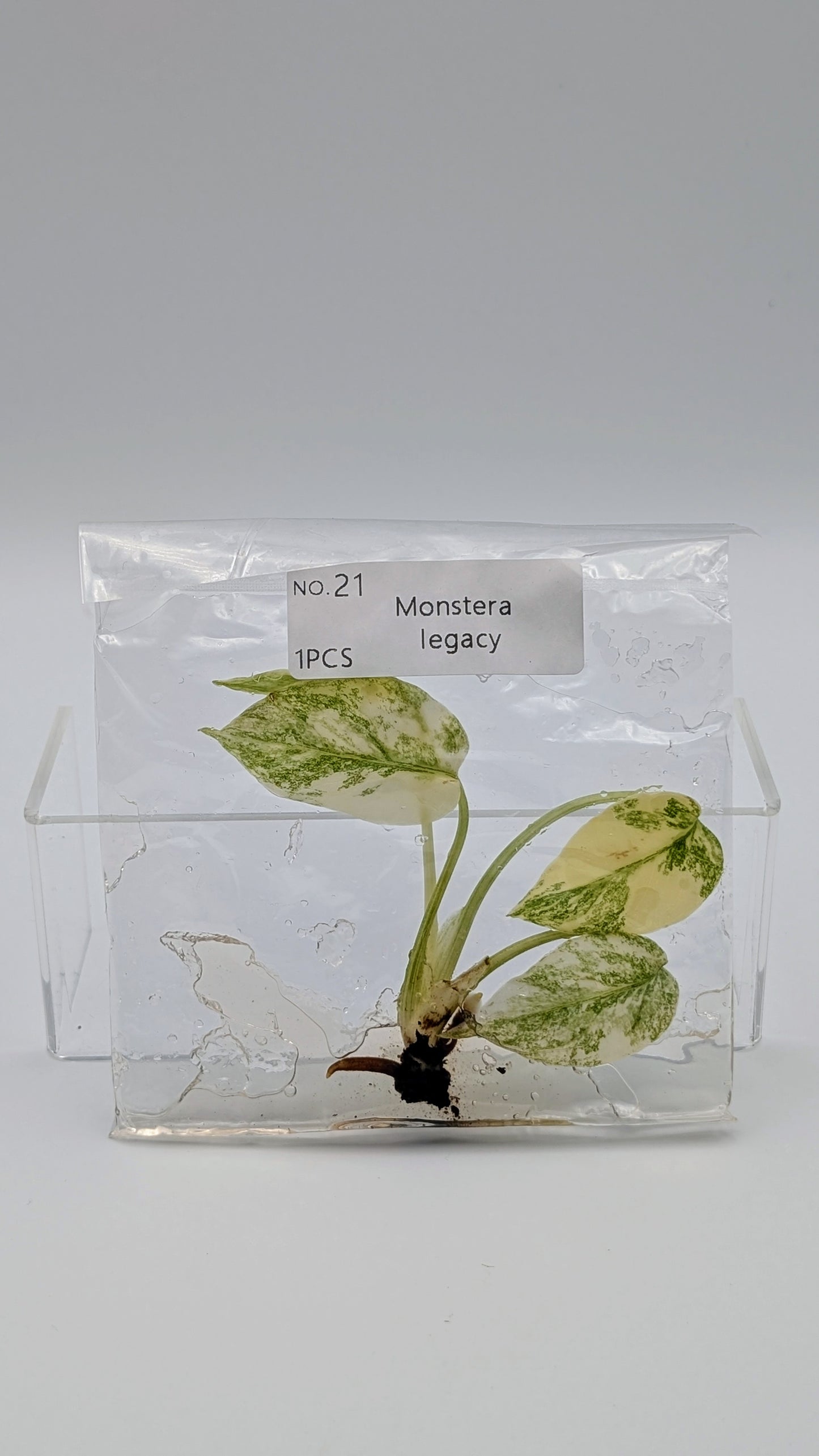 Monstera Legacy in TC-Beutel