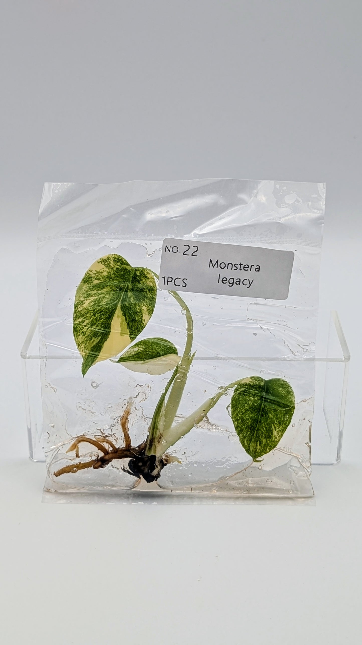 Monstera Legacy in TC-Beutel