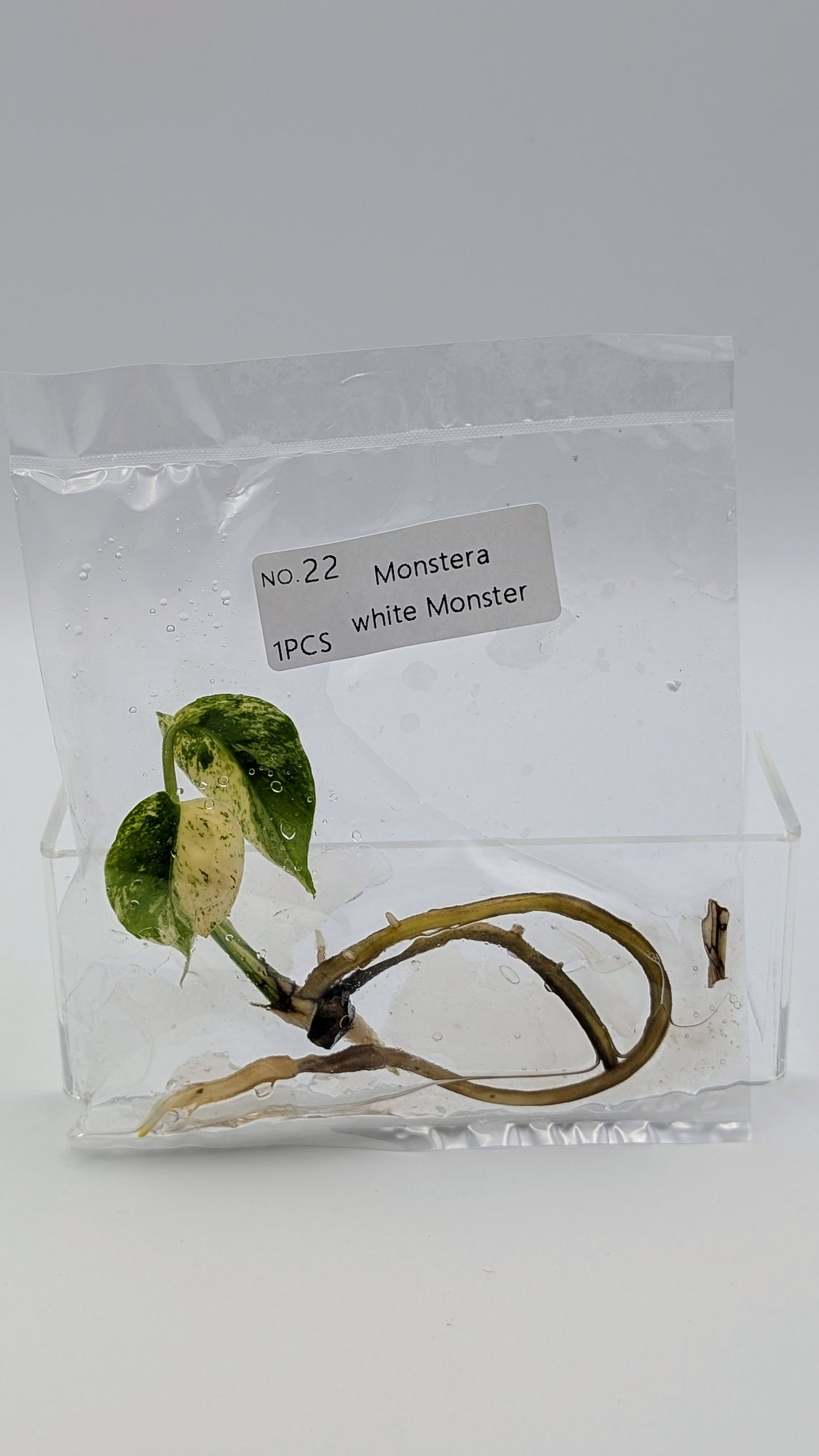 Monstera White Monster im TC Beutel