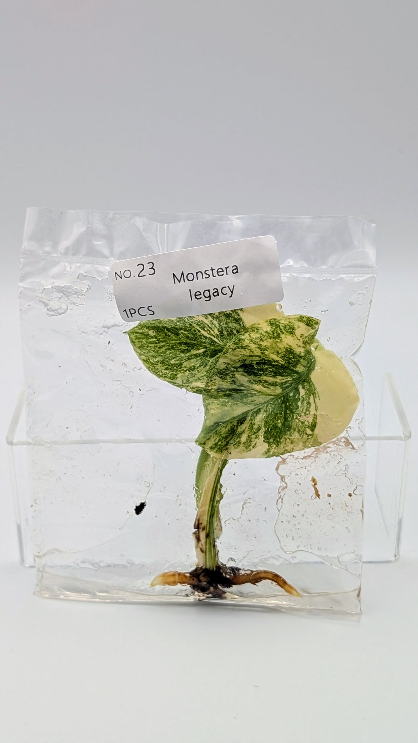 Monstera Legacy in TC-Beutel