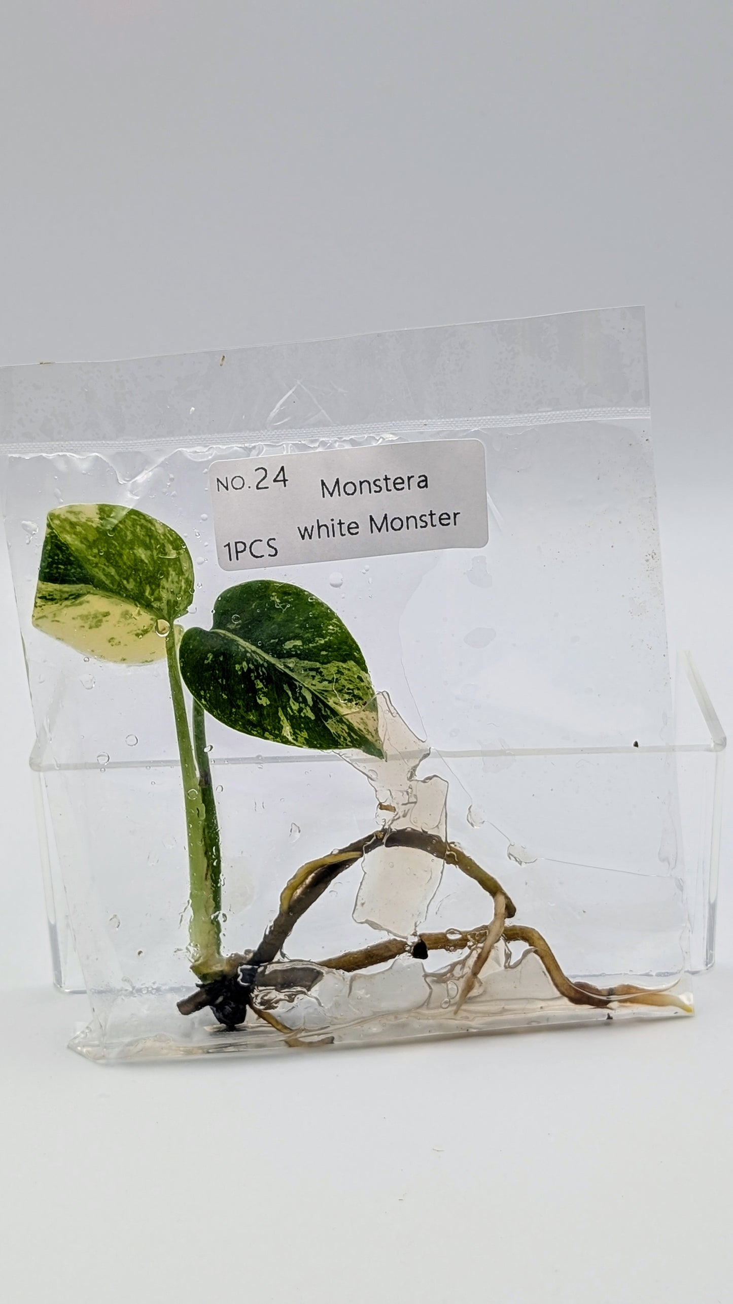 Monstera White Monster im TC Beutel