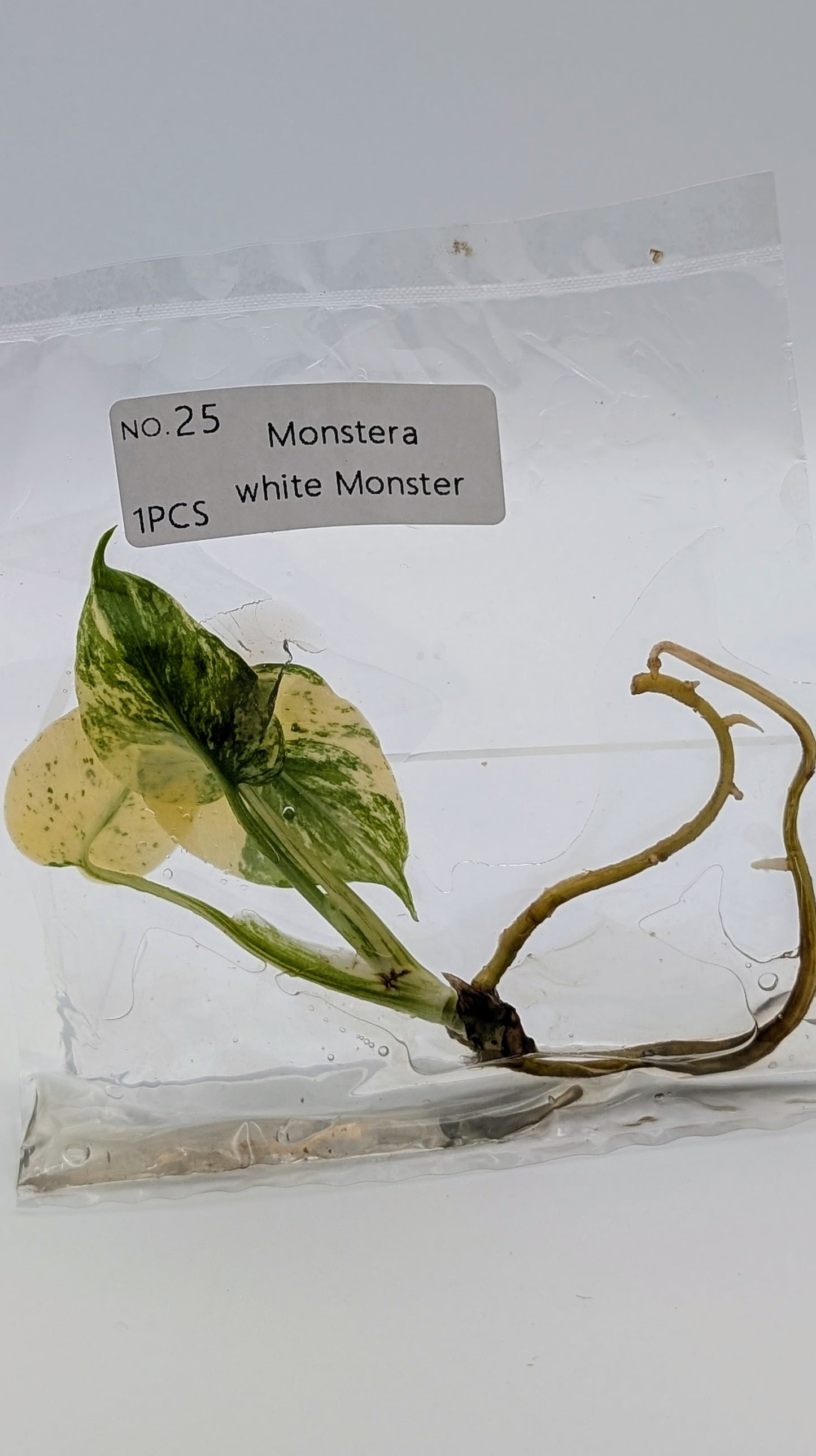 Monstera White Monster im TC Beutel