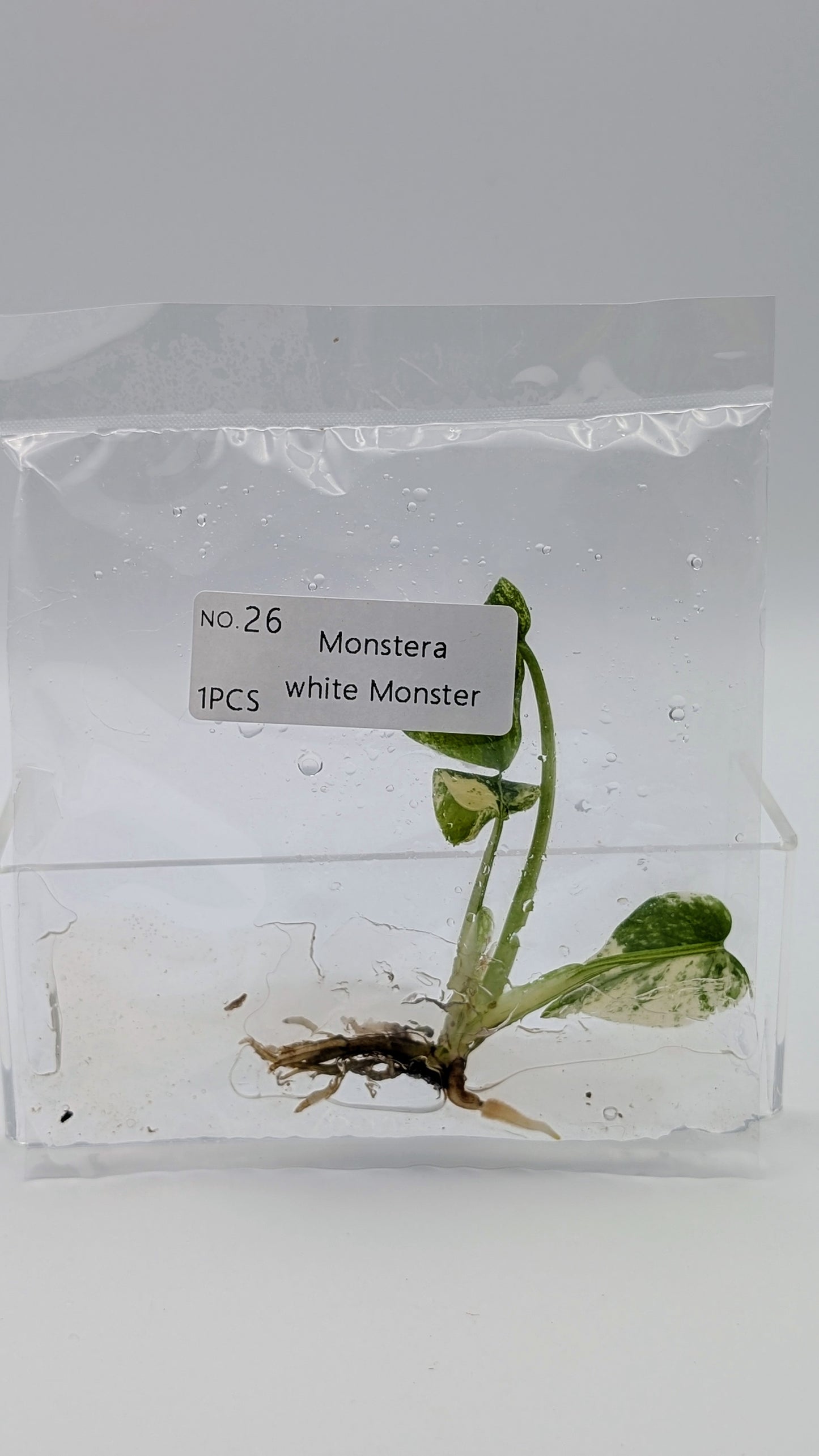 Monstera White Monster im TC Beutel