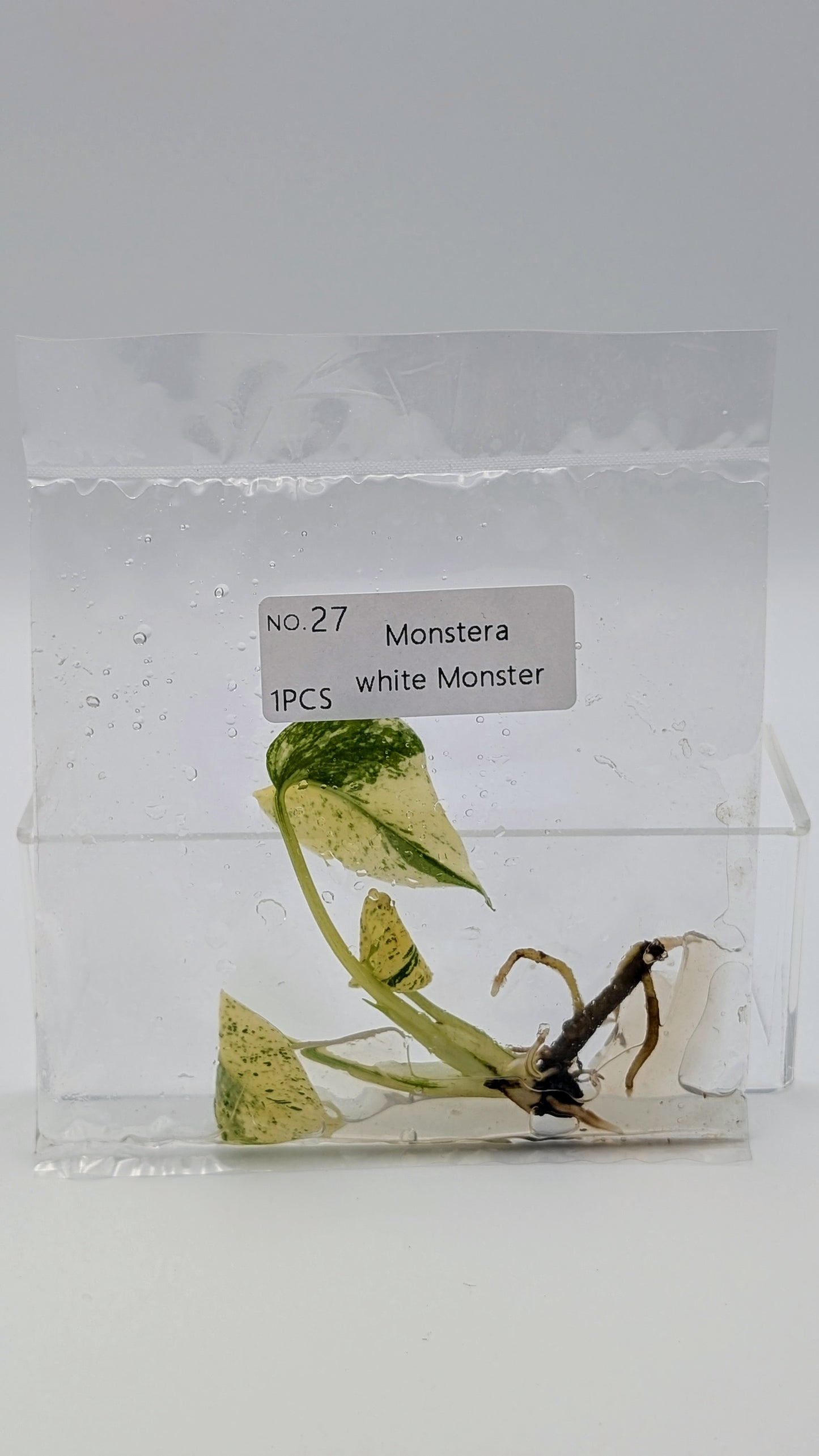 Monstera White Monster im TC Beutel