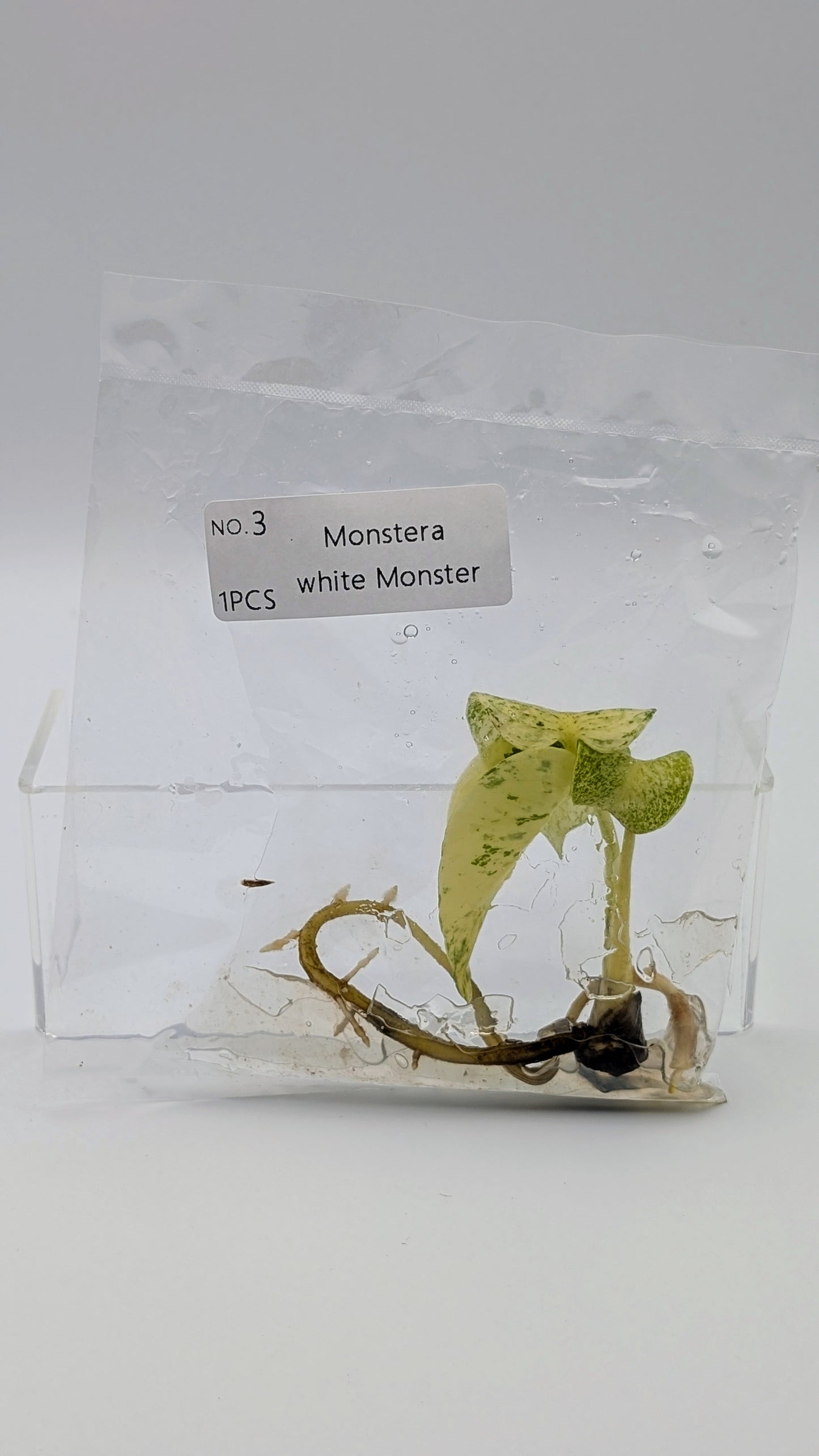 Monstera White Monster im TC Beutel