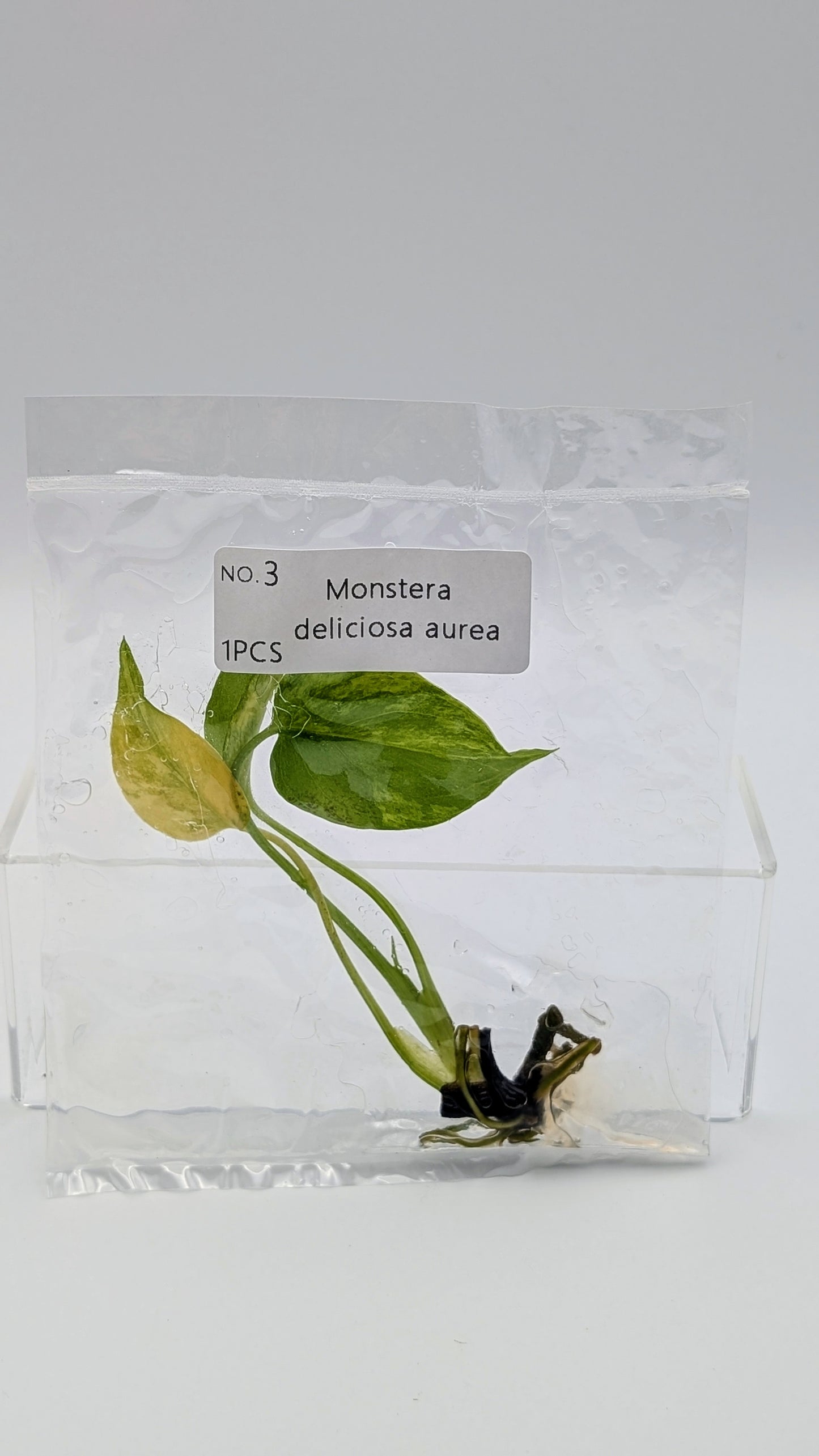 Monstera Aurea in TC-Beutel