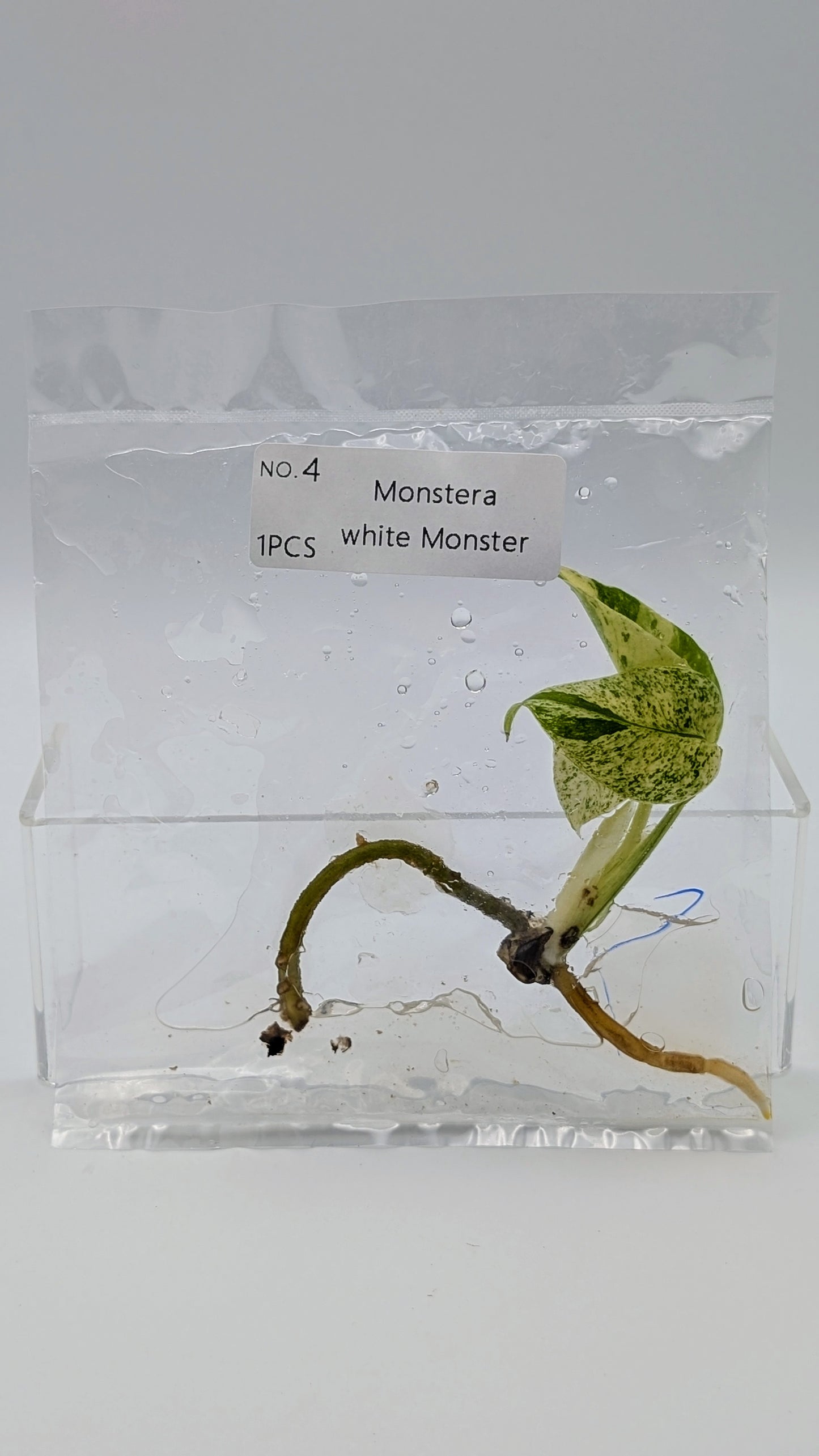 Monstera White Monster im TC Beutel