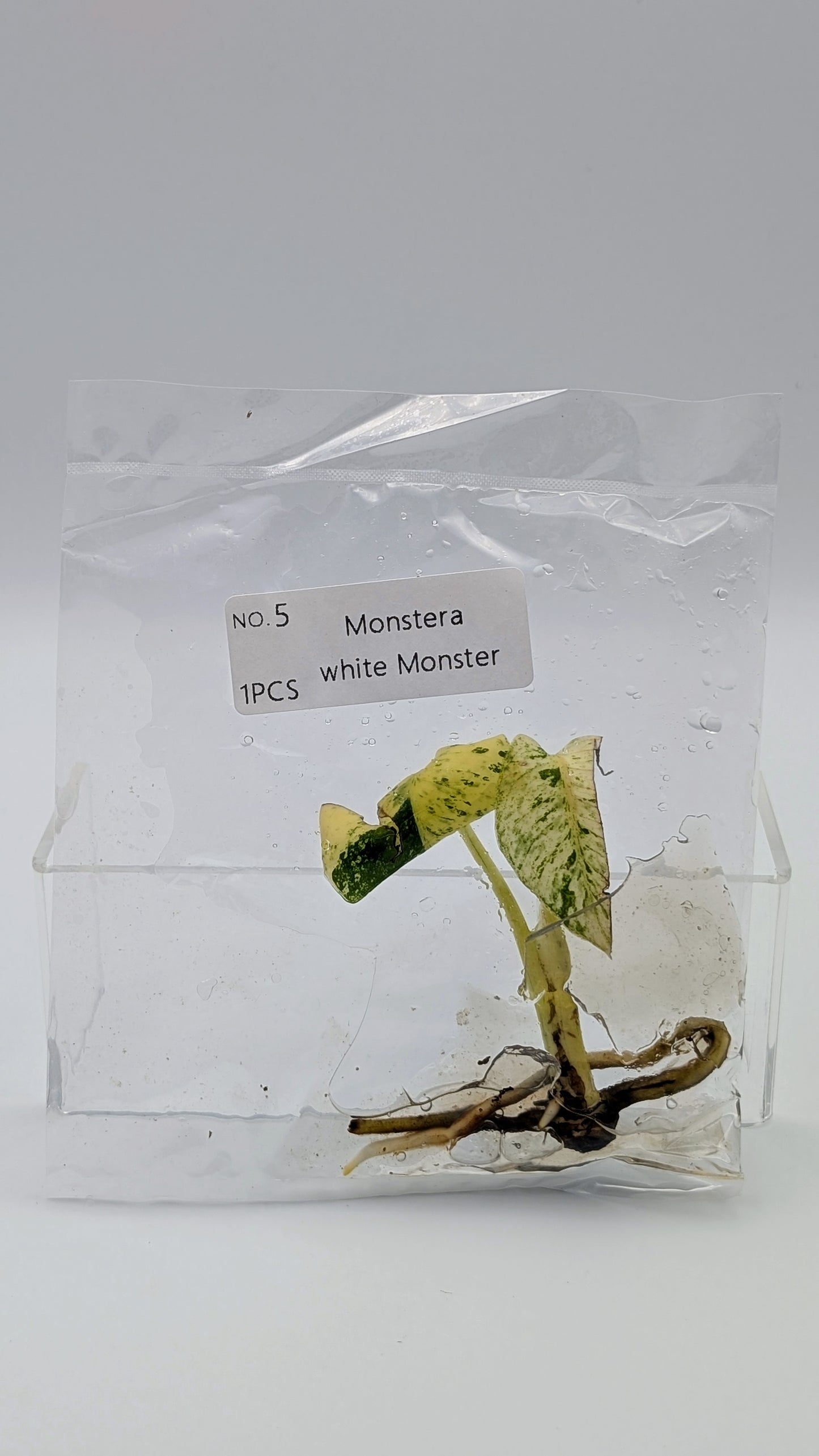 Monstera White Monster im TC Beutel