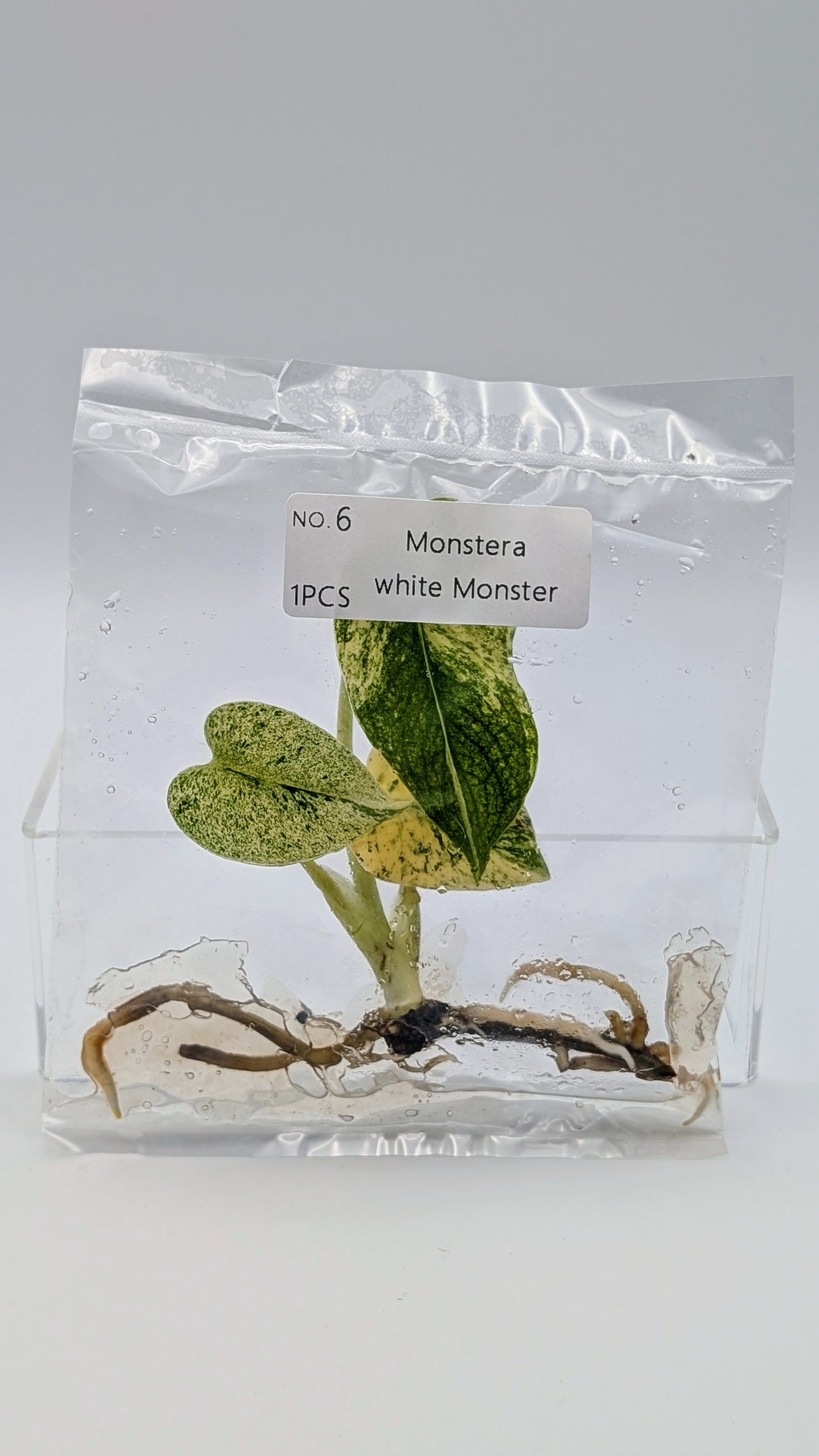 Monstera White Monster im TC Beutel