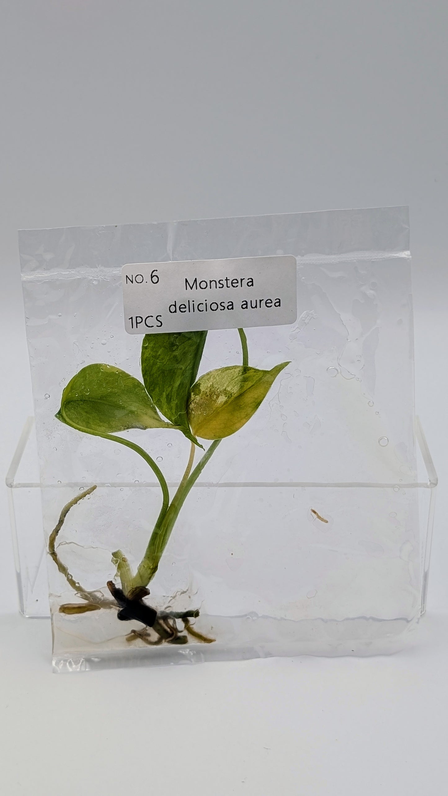 Monstera Aurea in TC-Beutel