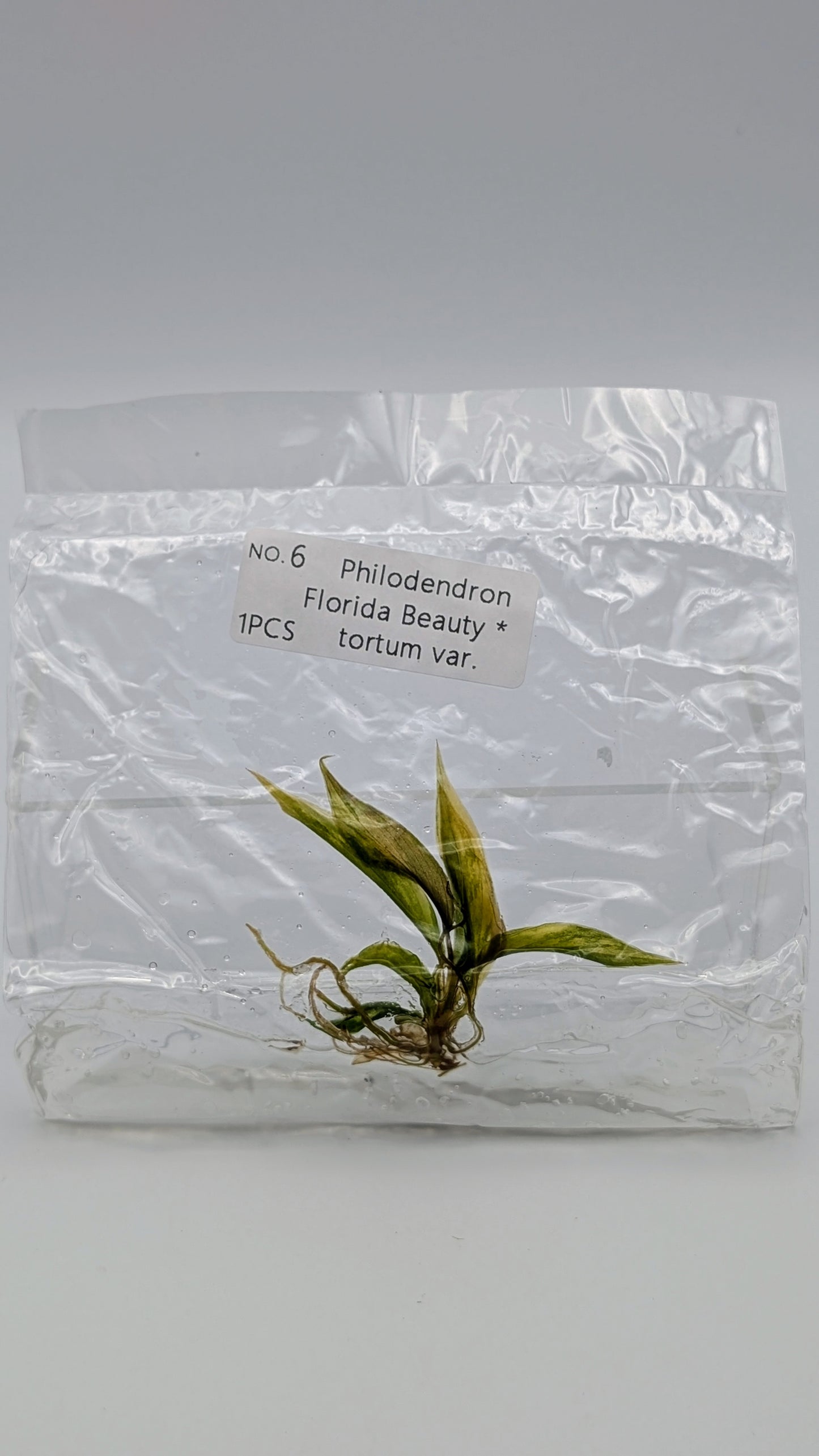 Philodendron Florida Beauty x Tortum Variegata im TC Beutel