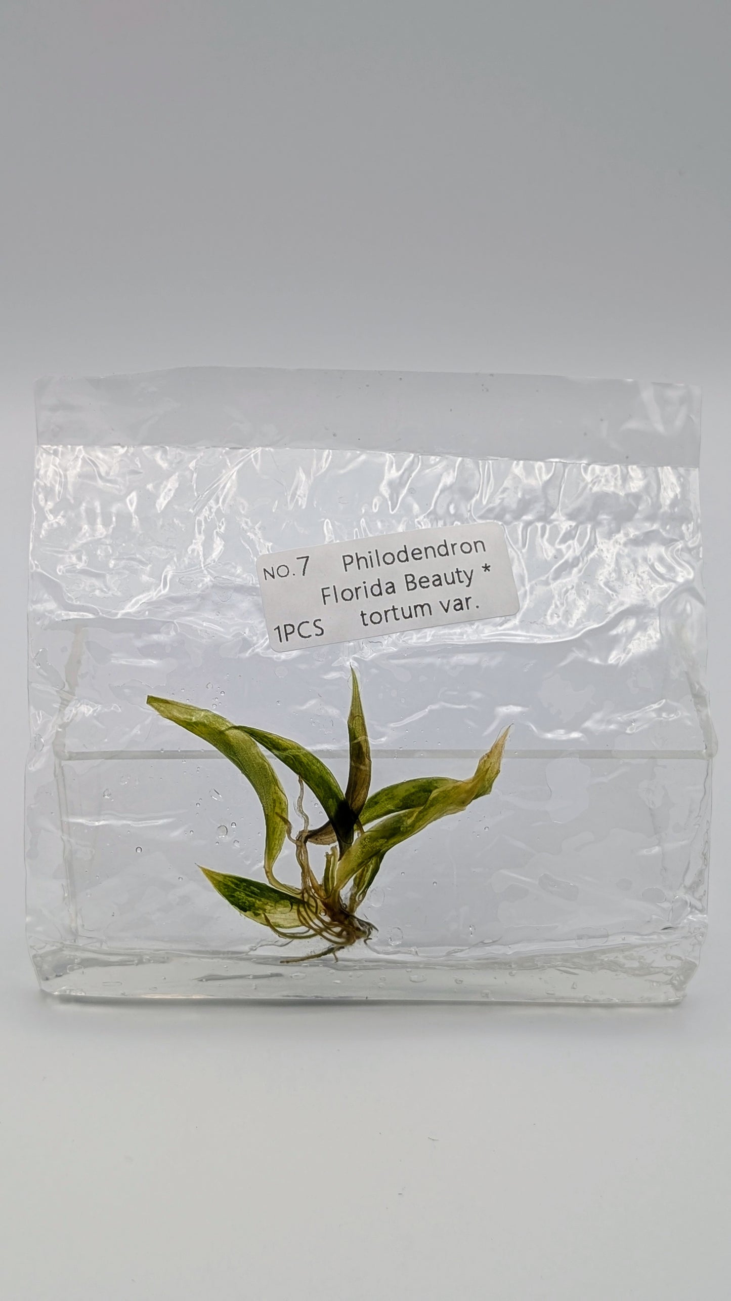 Philodendron Florida Beauty x Tortum Variegata im TC Beutel