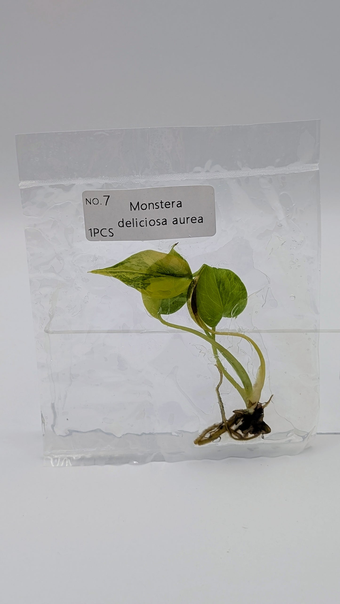 Monstera Aurea in TC-Beutel