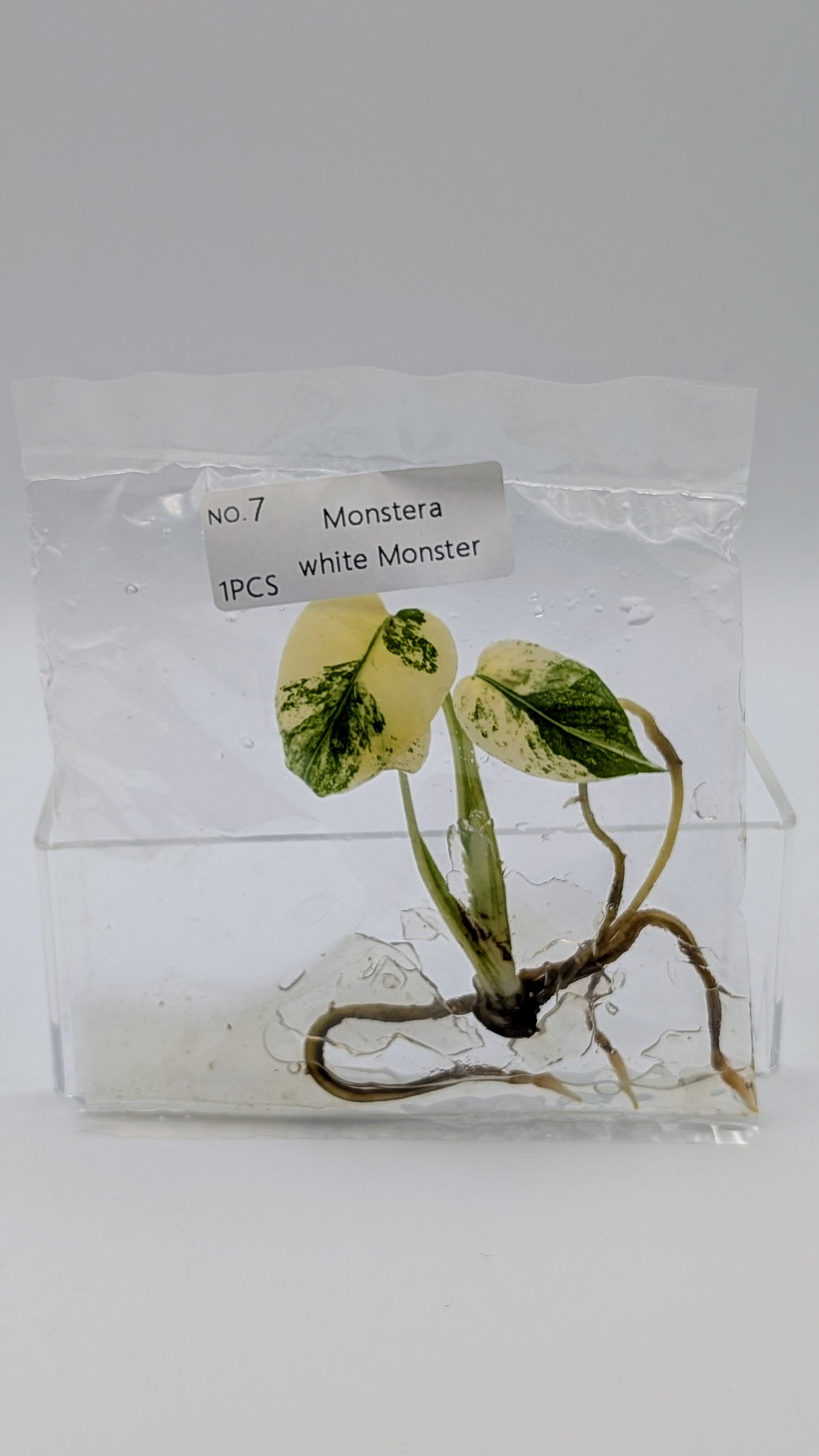Monstera White Monster im TC Beutel