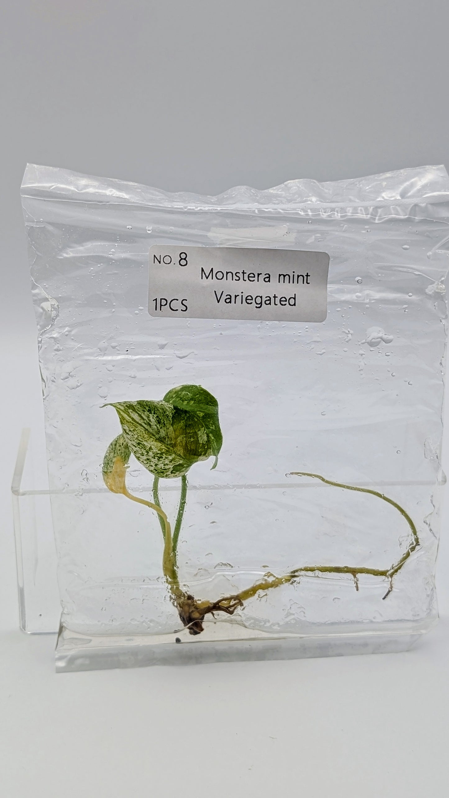 Monstera Mint in TC Beutel