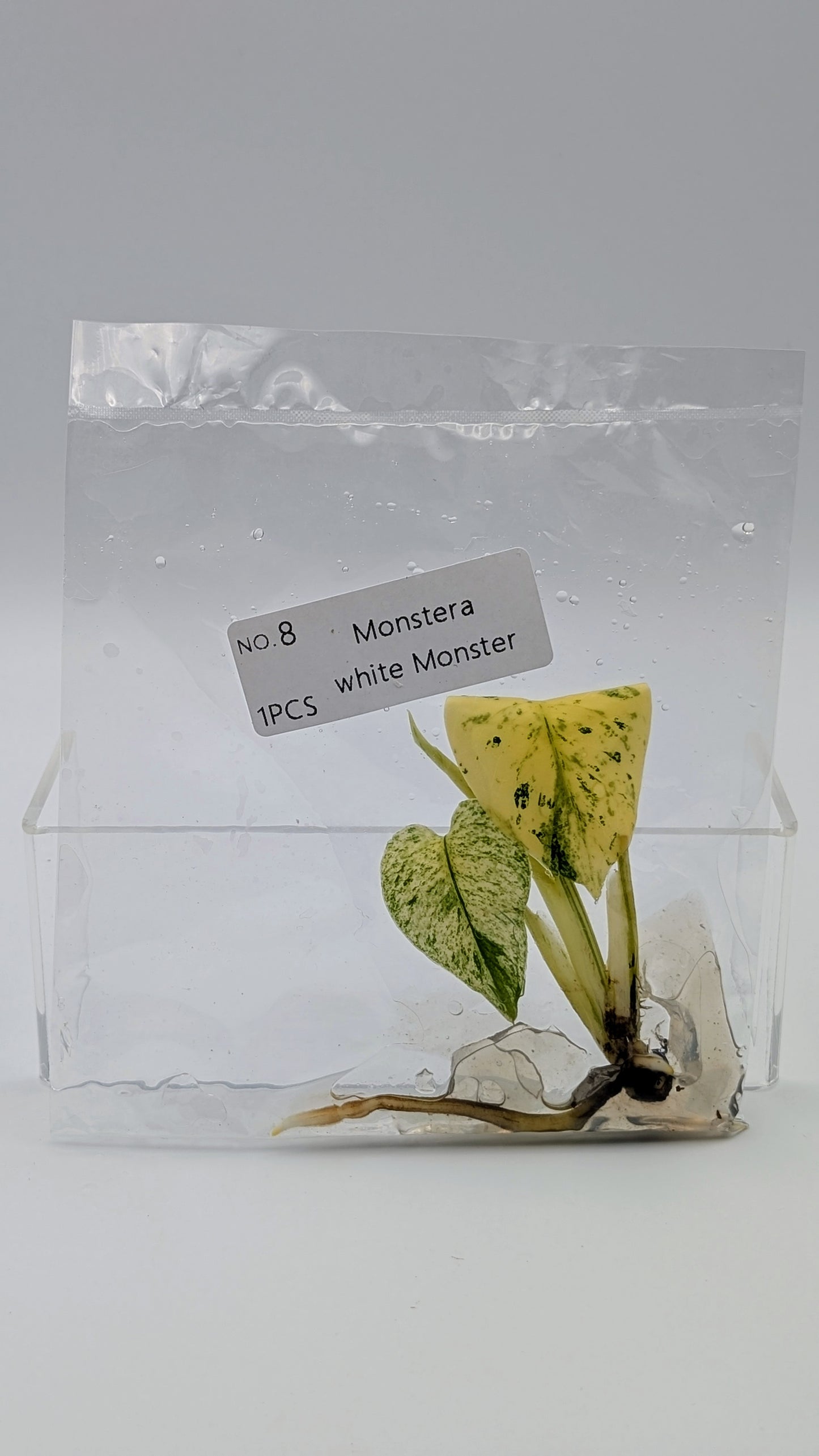 Monstera White Monster im TC Beutel