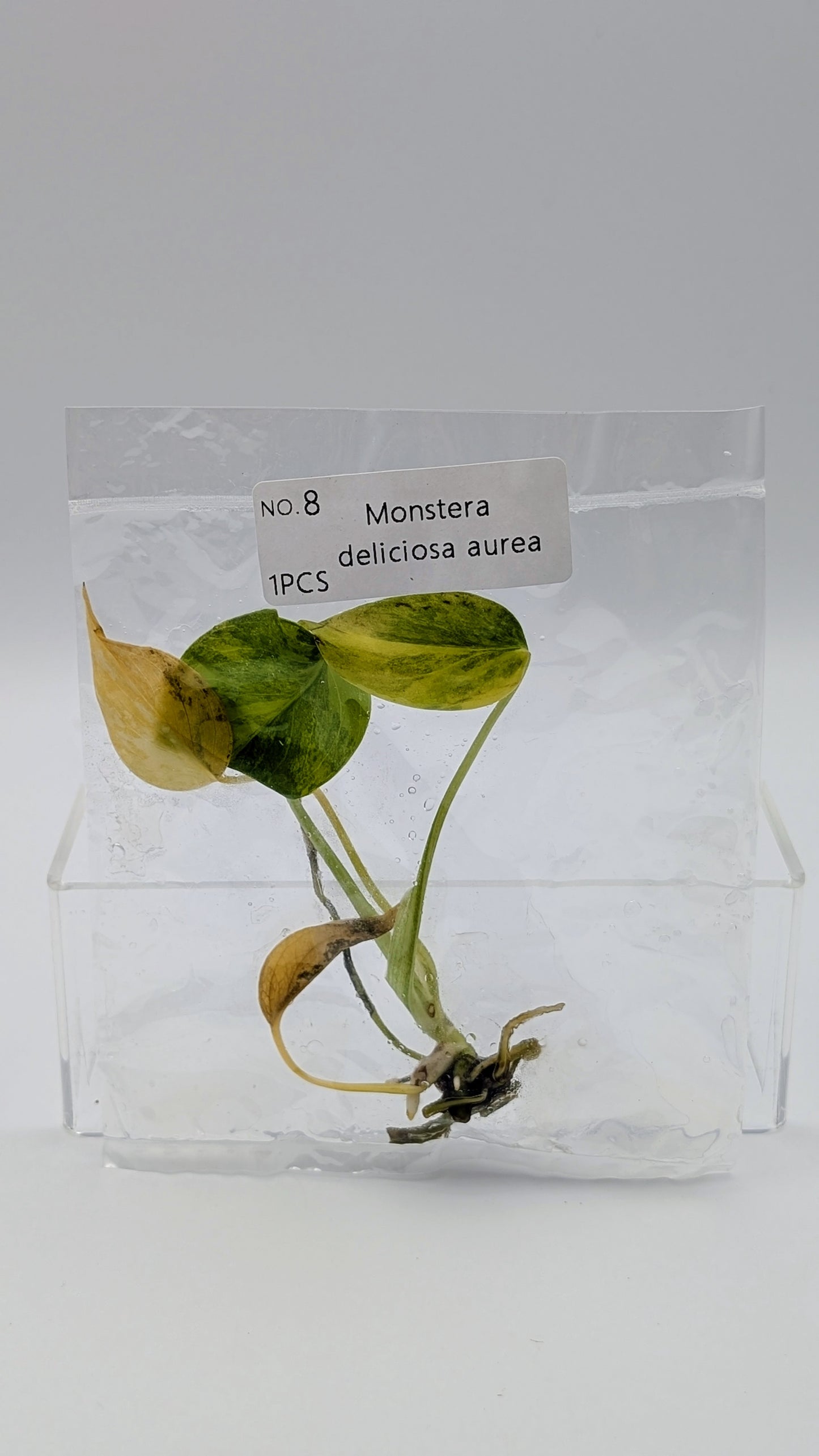 Monstera Aurea in TC-Beutel