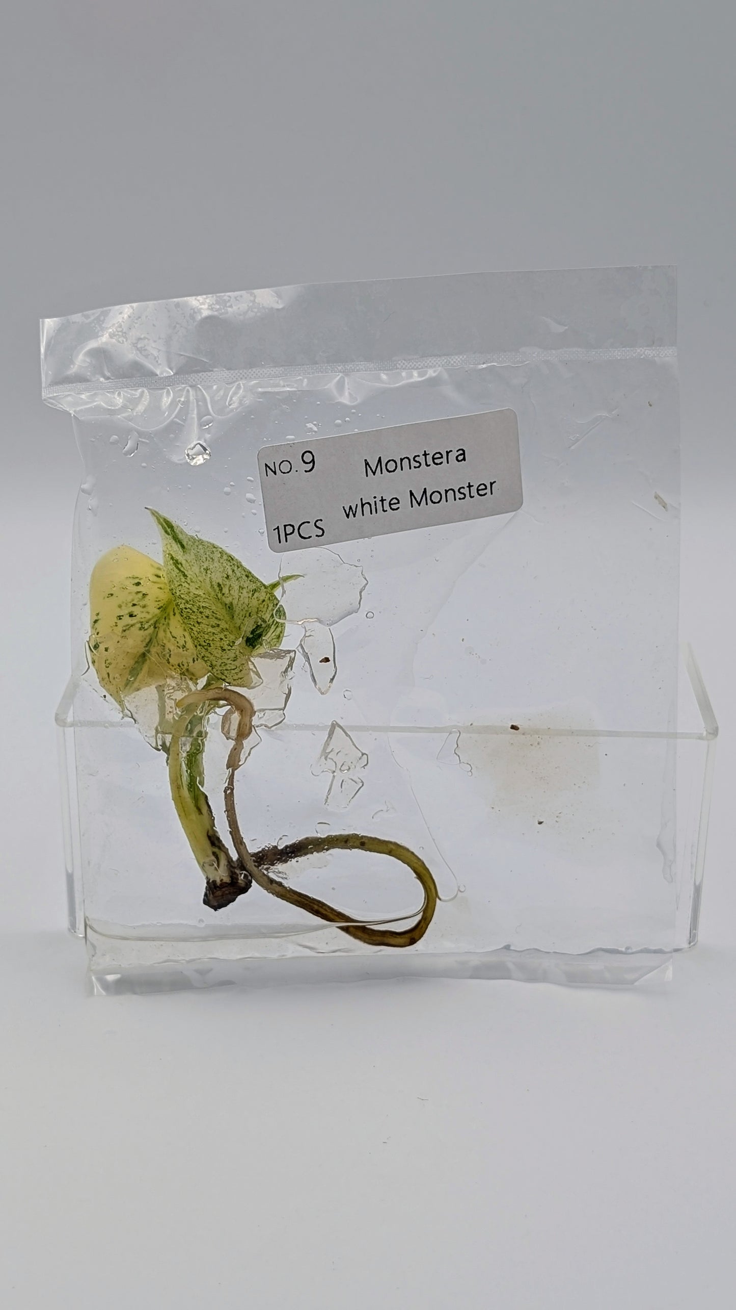 Monstera White Monster im TC Beutel