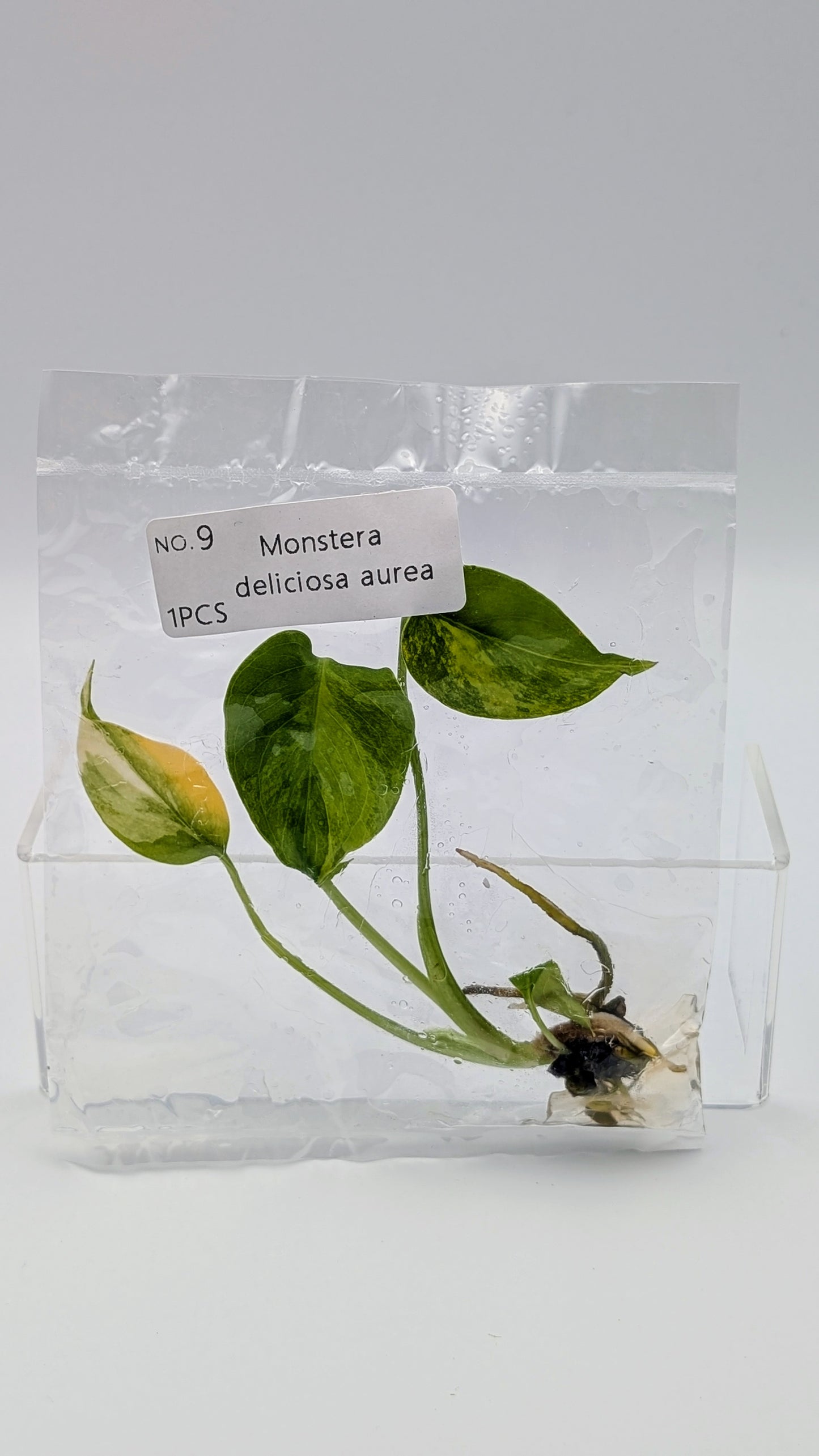 Monstera Aurea in TC-Beutel