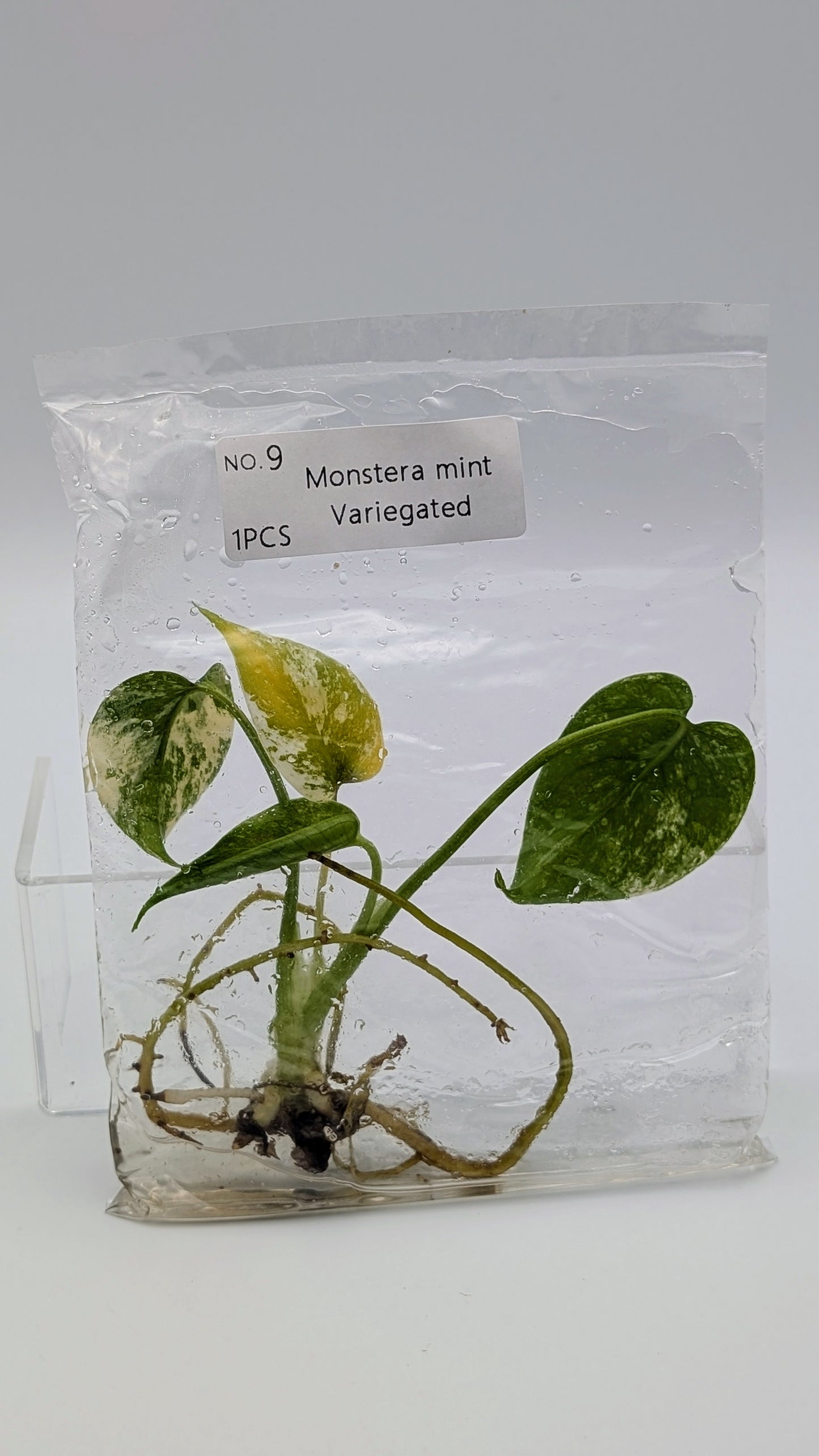 Monstera Mint in TC Beutel