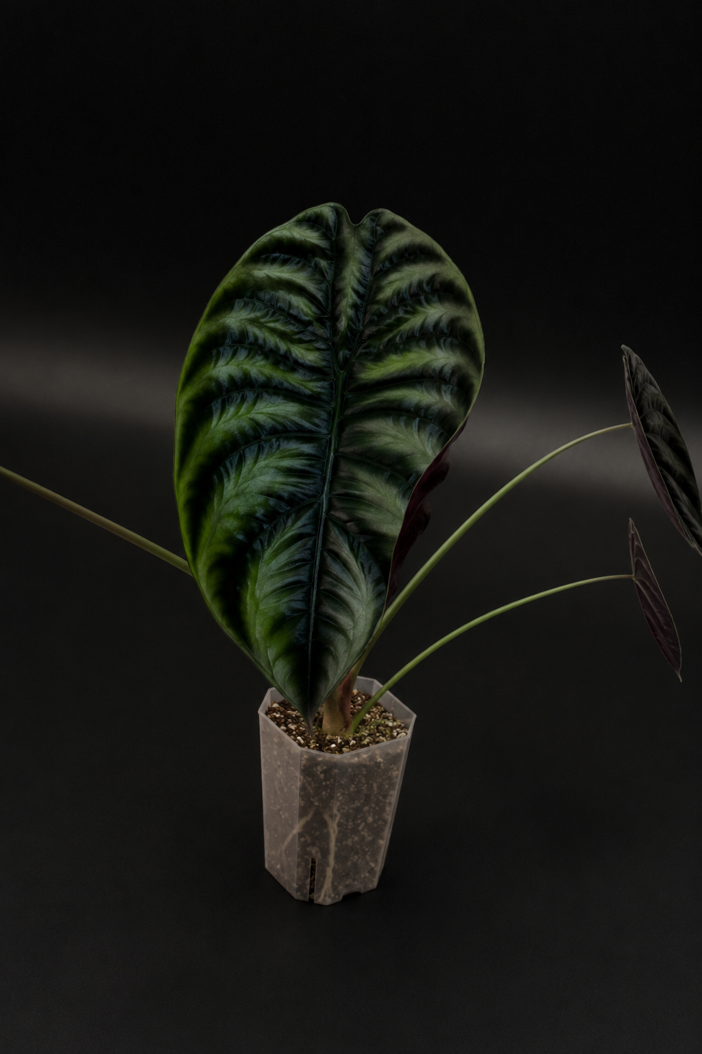 Alocasia Cuprea Red Secret