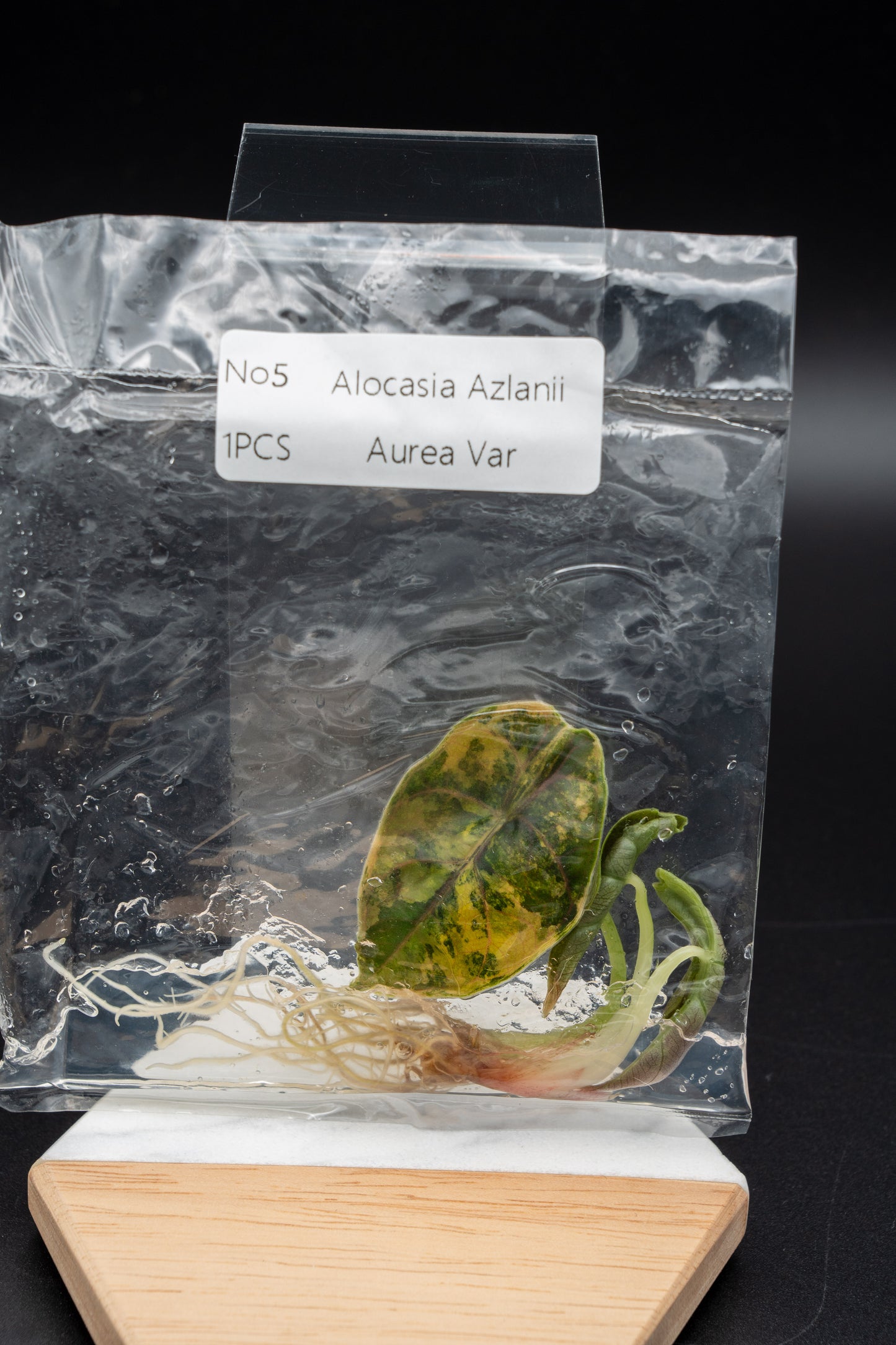 Alocasia Azlanii Aurea Variegata im TC Beutel