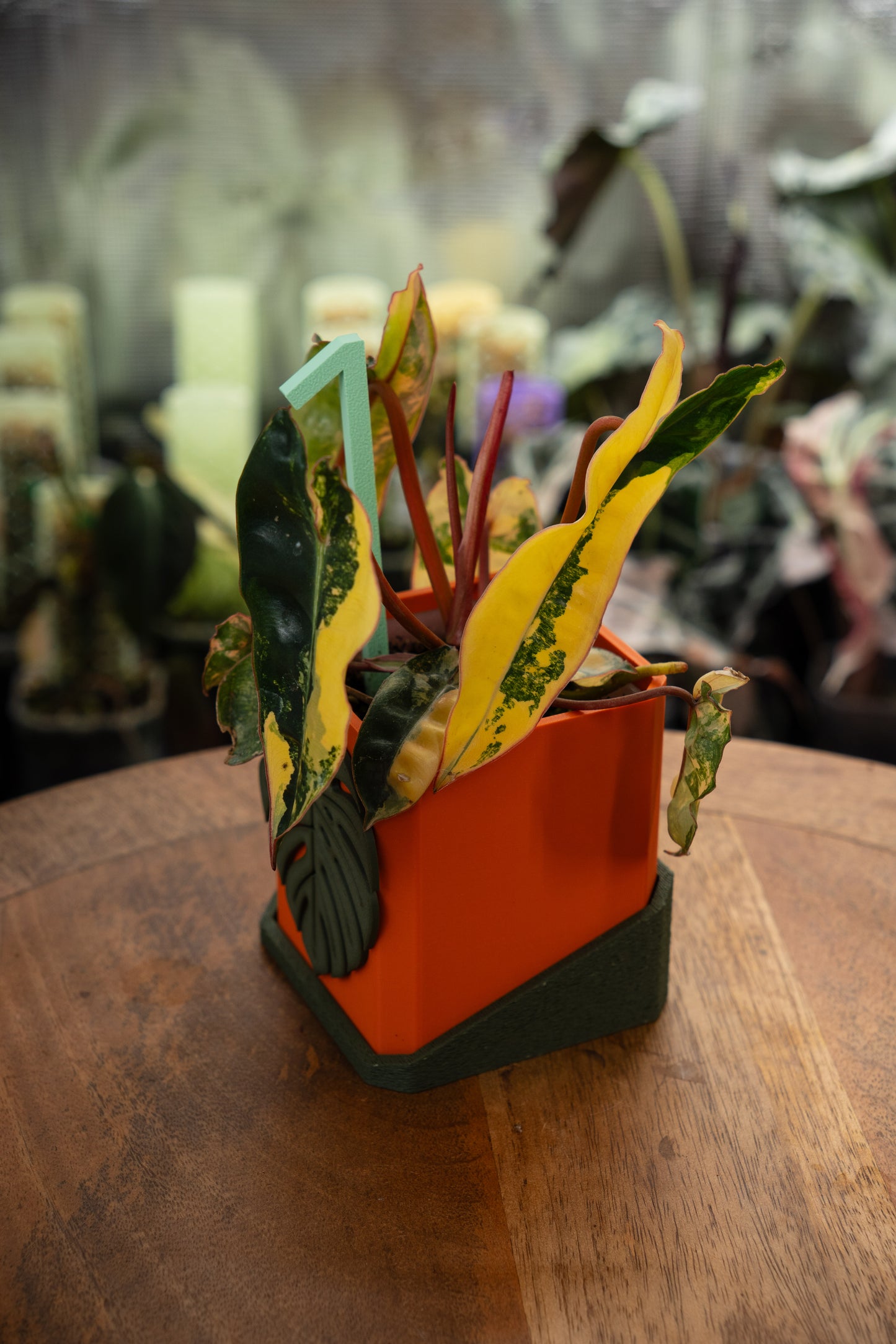 Philodendron Billietiae