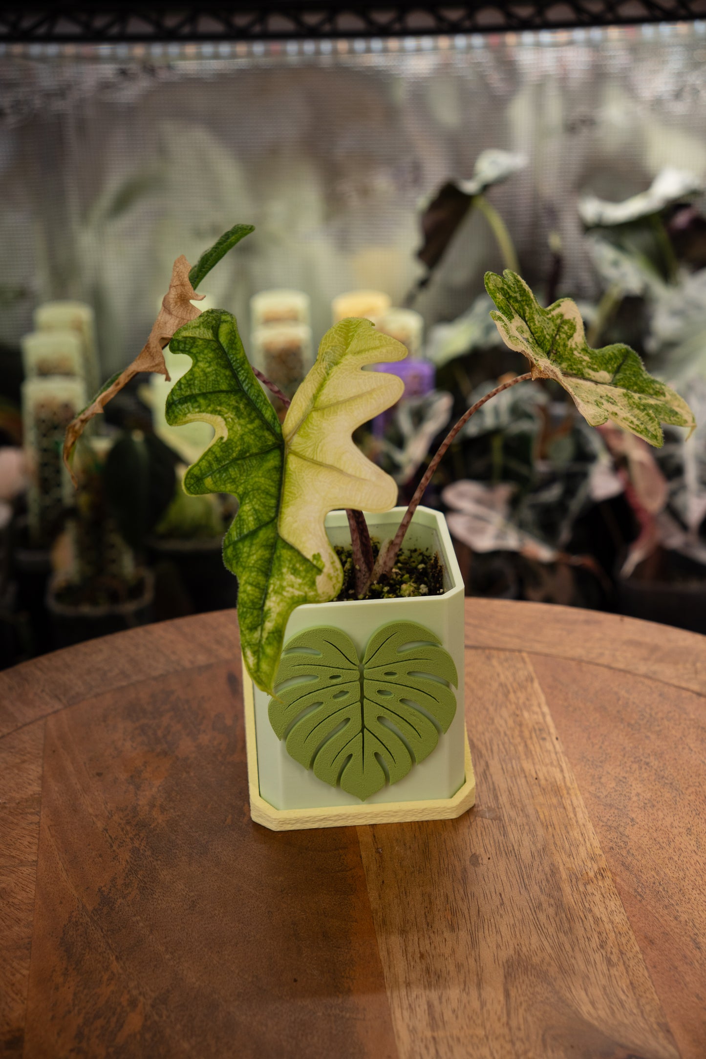 Alocasia Jacklyn Aurea Variegata