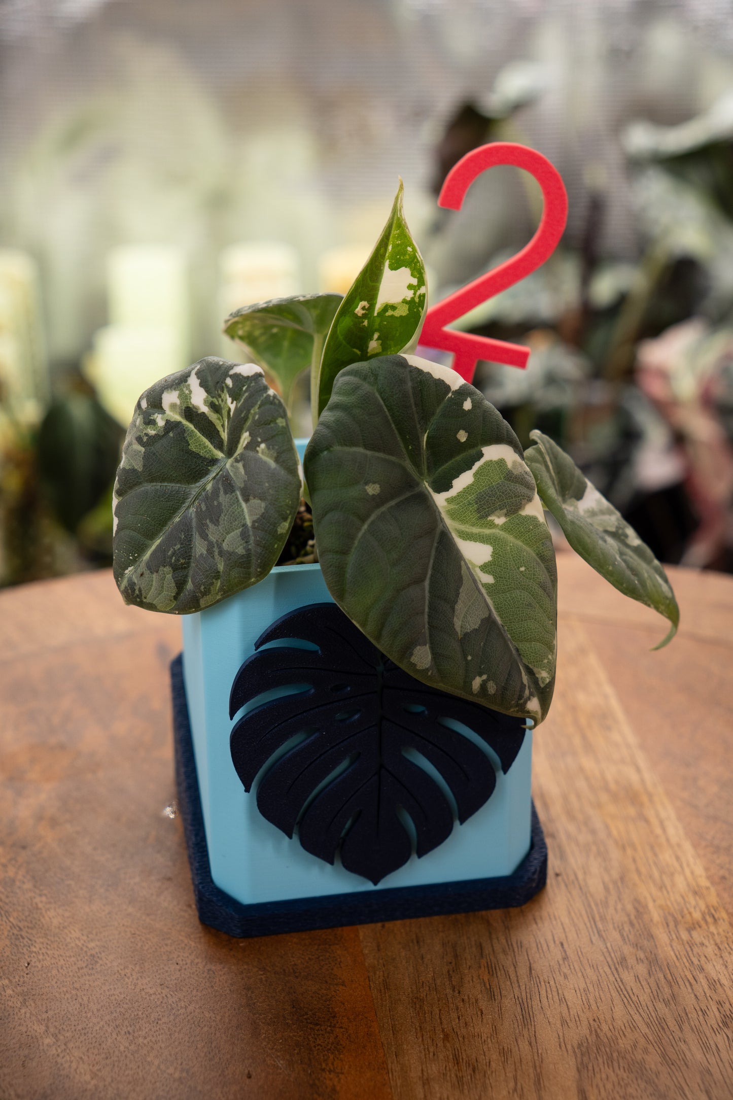 Alocasia Maharani Albo/ Pink