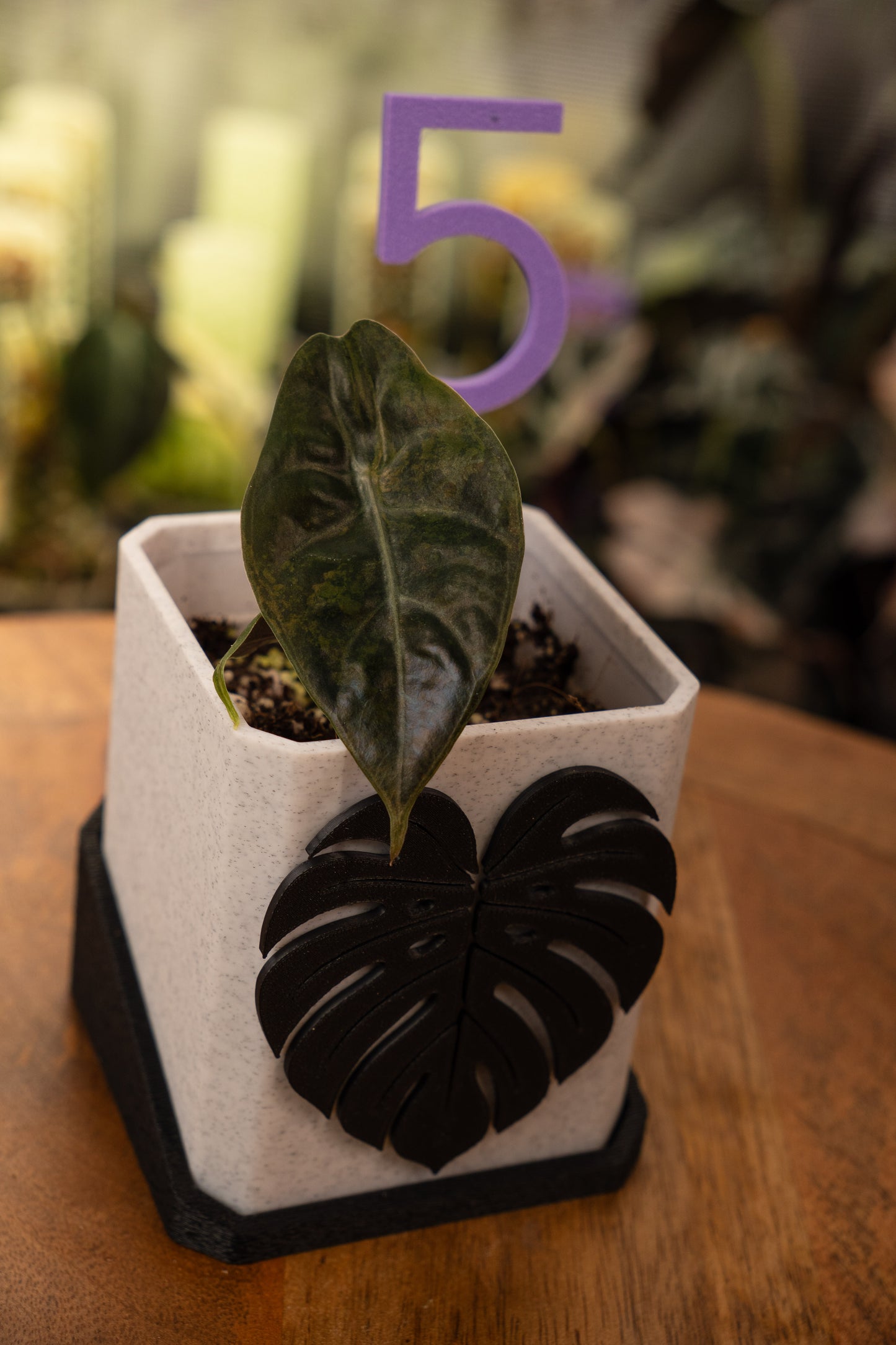 Alocasia Sedenii Aurea Variegata