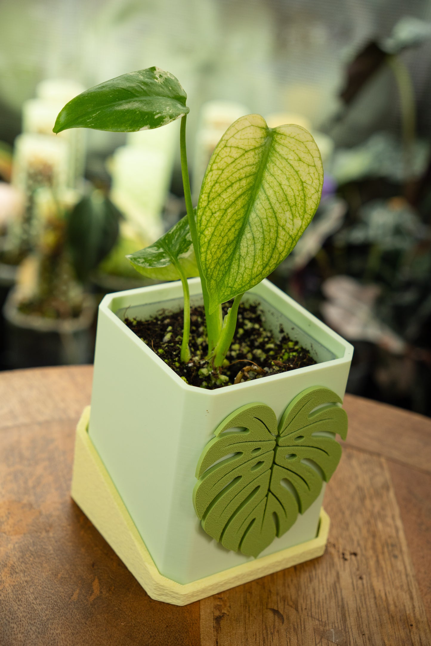 Monstera White Monster Variegata