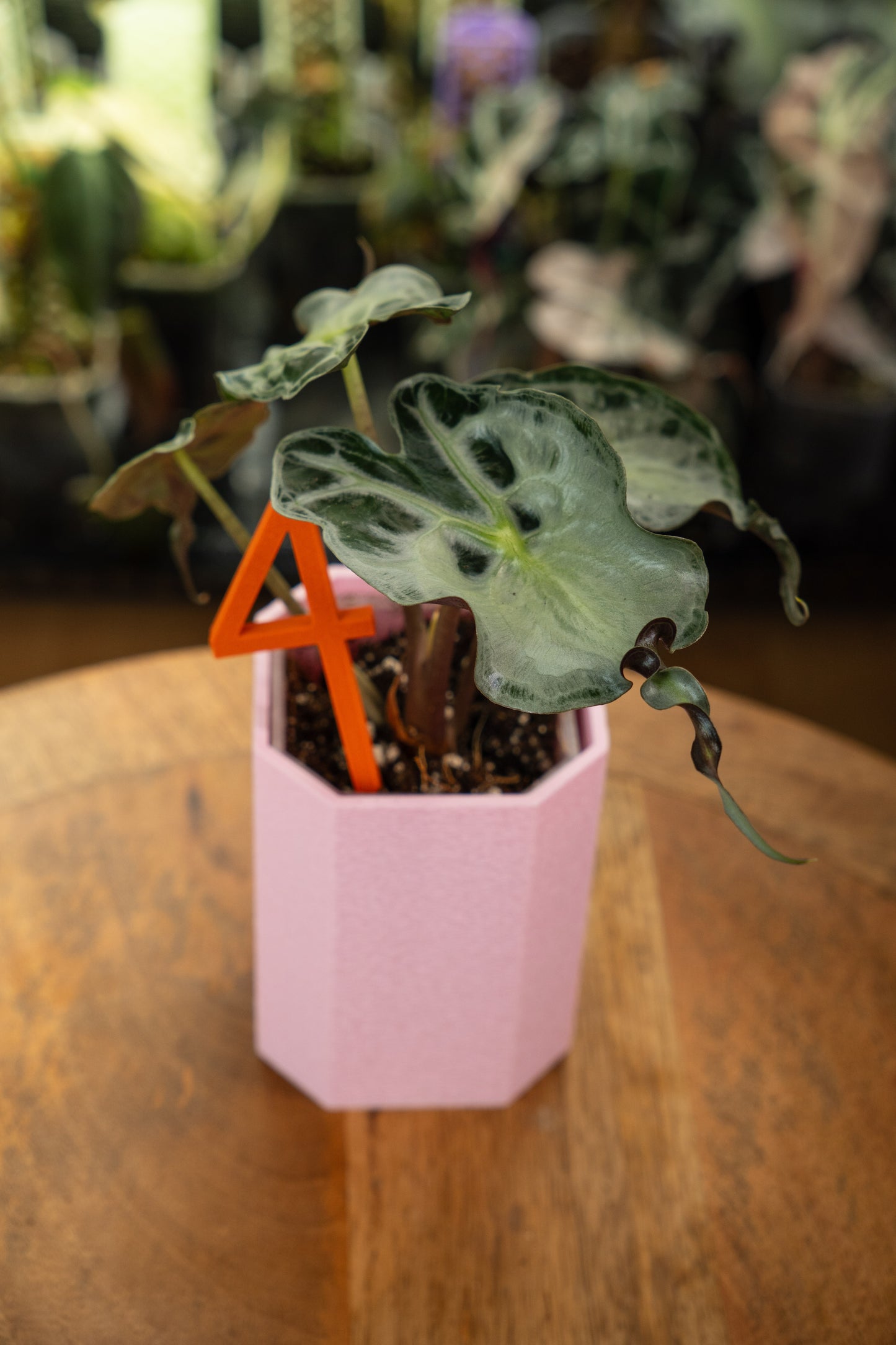 Alocasia Venom
