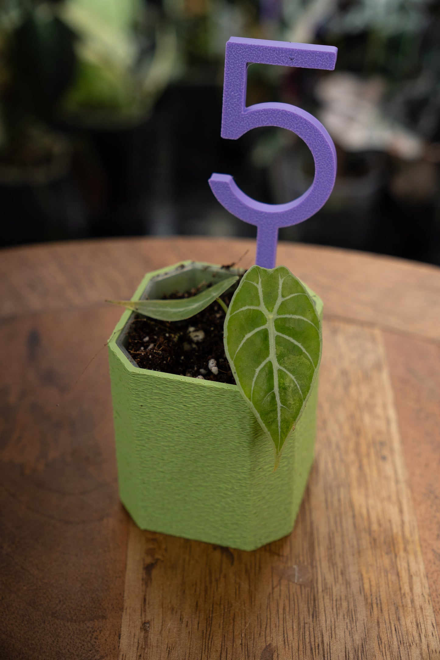 Alocasia Watsoniana Variegata Babypflanzen aus Rhizom
