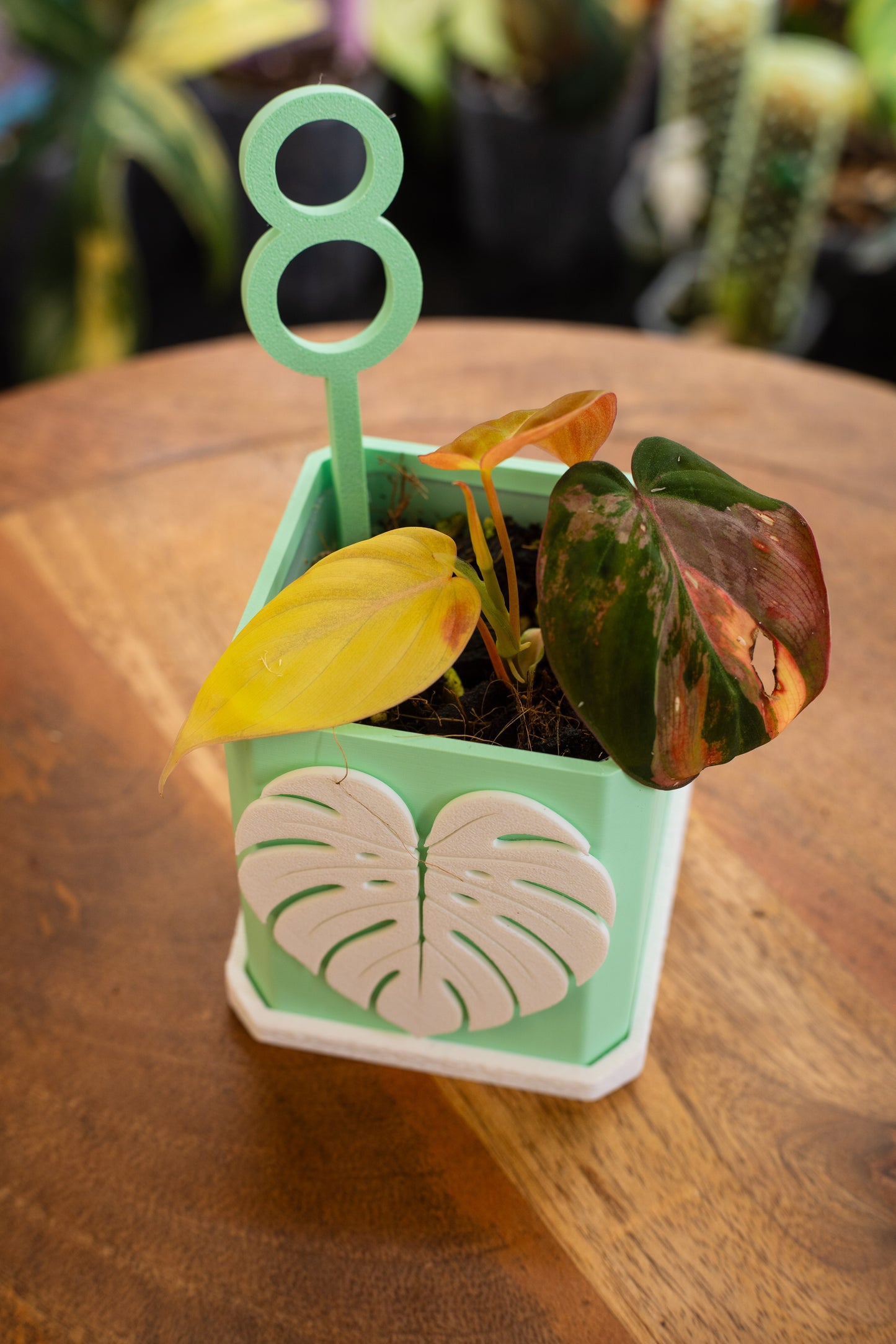 Philodendron Micans Variegata